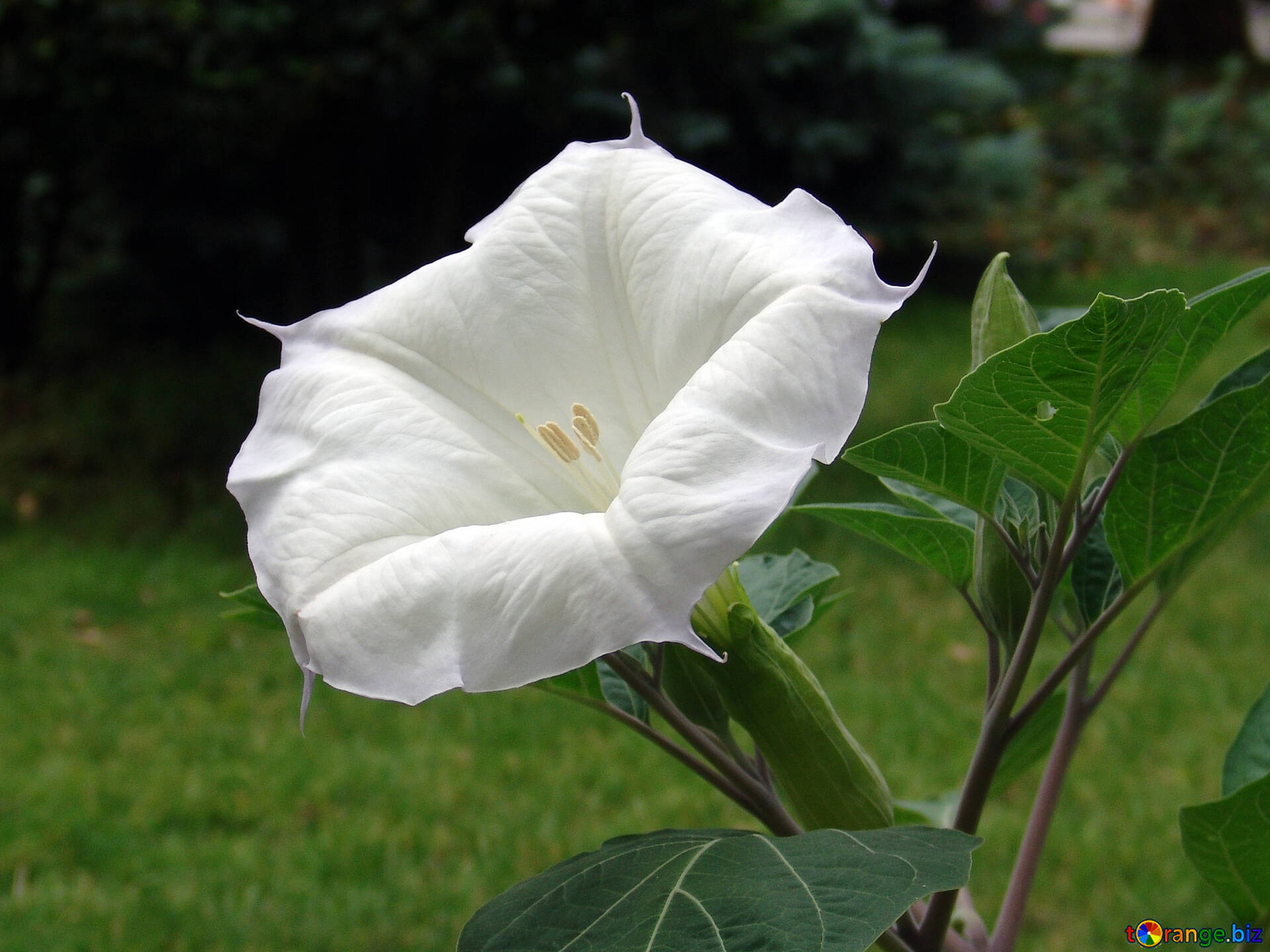 Images Datura - Images of Plants and Gardens - botanikfoto