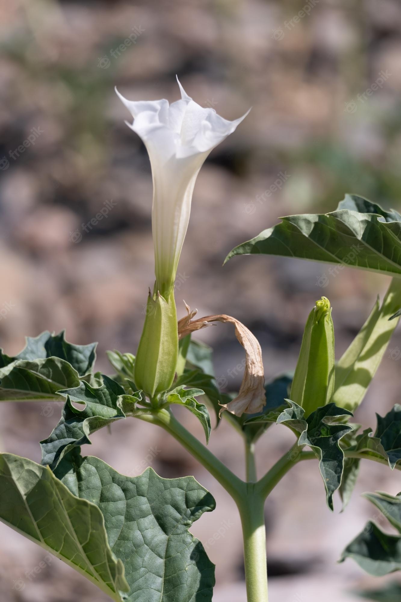 Datura Images – Browse 11,055 Stock Photos, Vectors, and Video | Adobe Stock