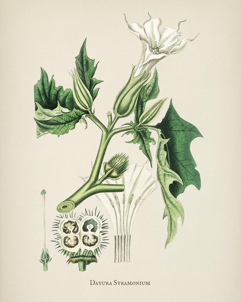 Wallpaper Poisonous plant named Thorn apple or Datura - PIXERS.CO.NZ