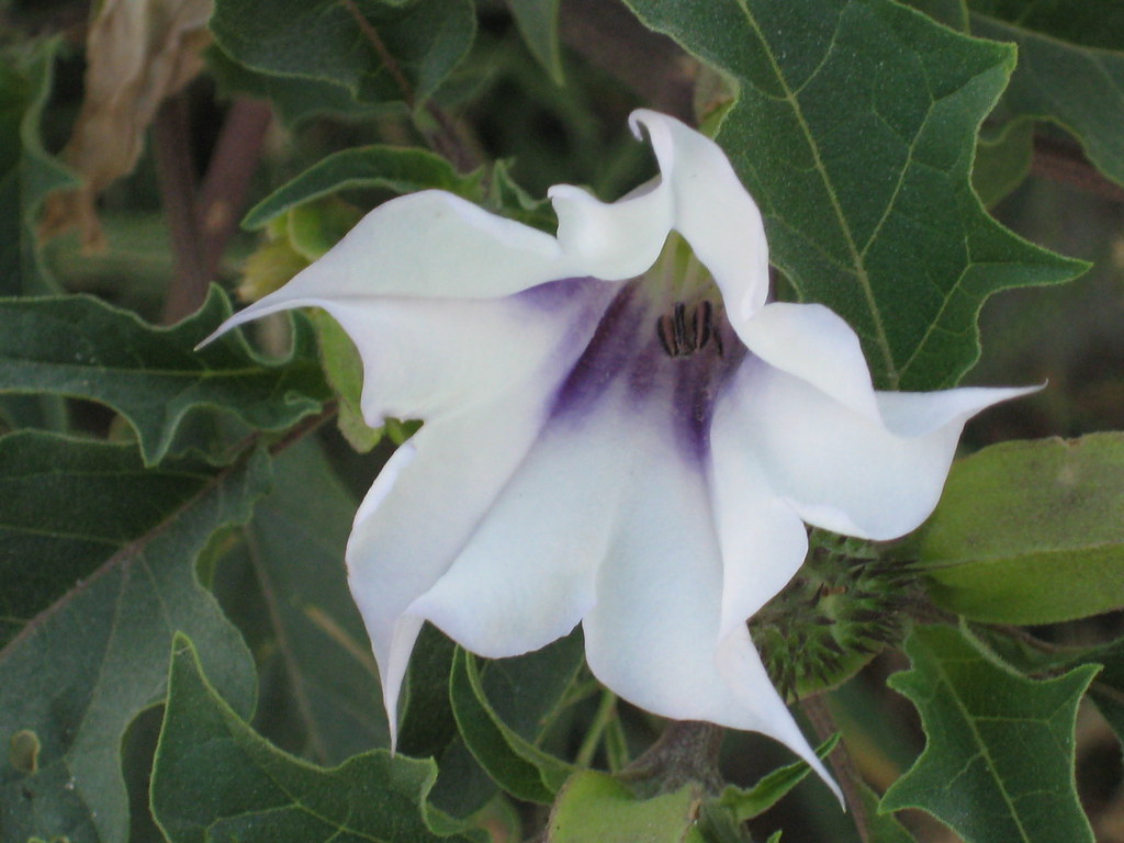 Datura Stramonium