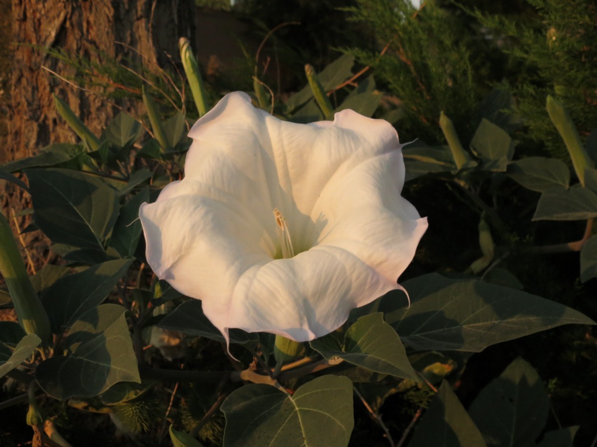 Sacred Datura. A beautiful but deadly wildflower. by Kim Zuch. Weeds & Wildflowers