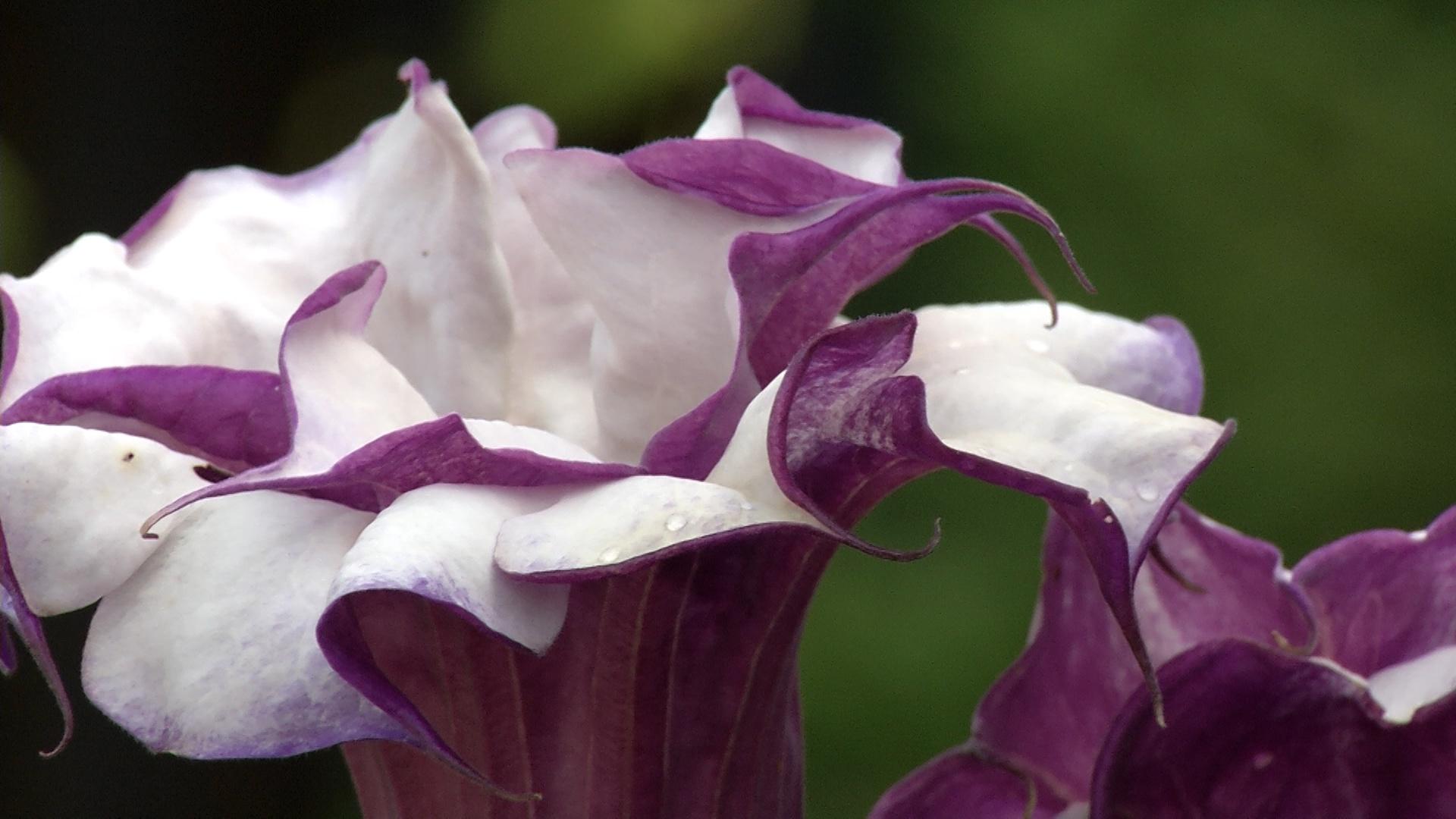 In The Garden. Plant Of The Week Double Purple Datura/ Jimson Weed