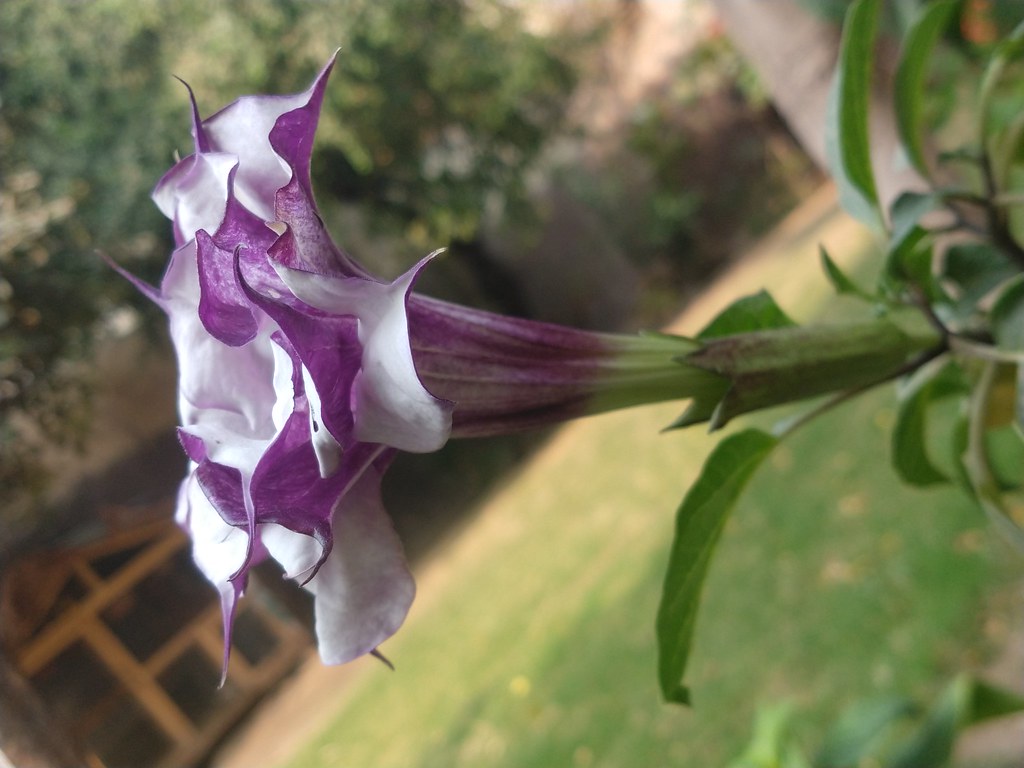 Datura metal. Datura metel grows in the wild in all the war