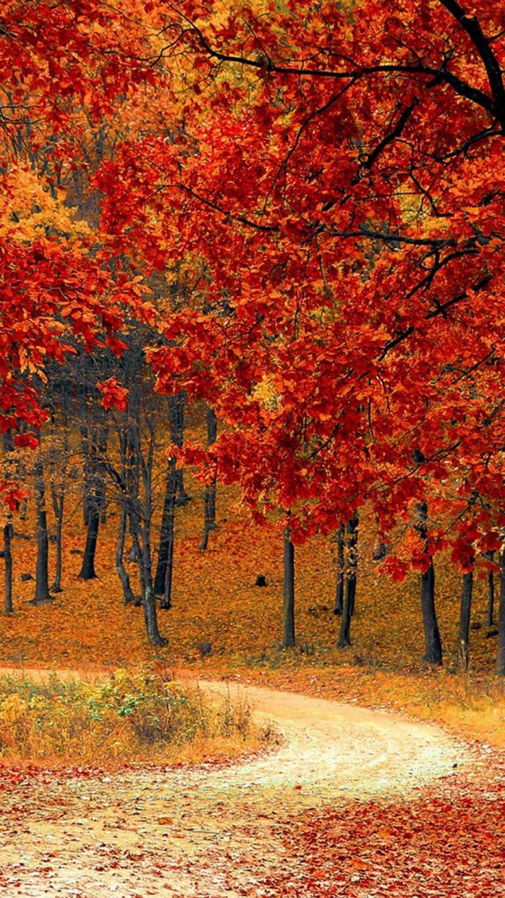 Beautiful Autumn Road & Trees 4K Ultra HD Mobile Wallpaper. Fall wallpaper, Fall picture, Autumn scenes