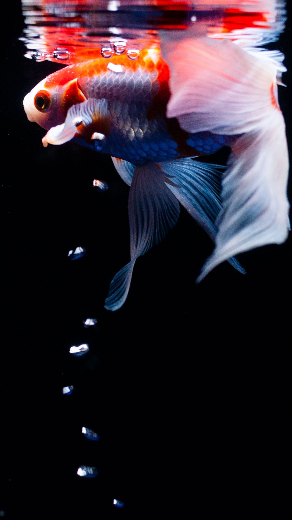 Download Wallpaper 938x1668 Koi, Carp, Fish, Tail, Fins, Water, Under Water, Bubbles Iphone 8 7 6s 6 For Parallax HD Background