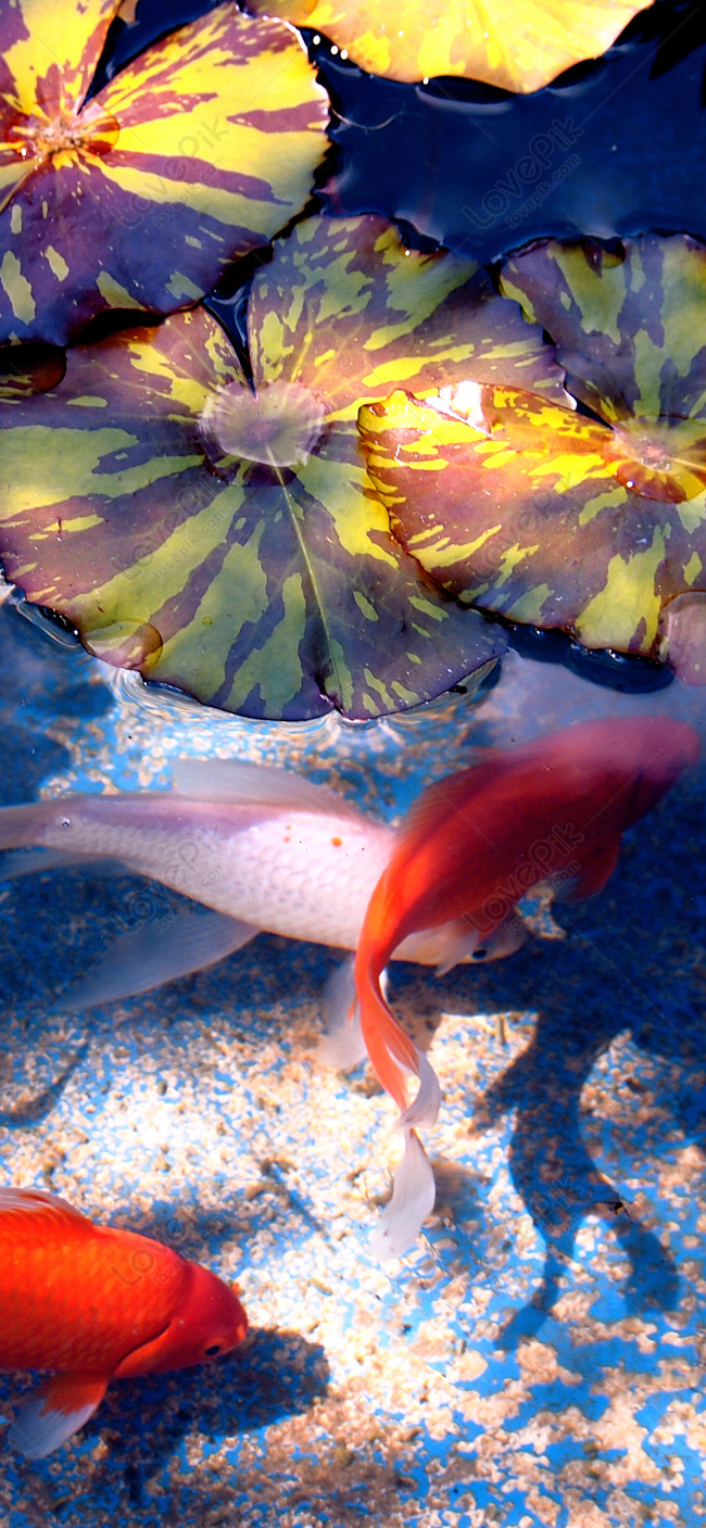 Koi Mobile Phone Wallpaper Image Free Download