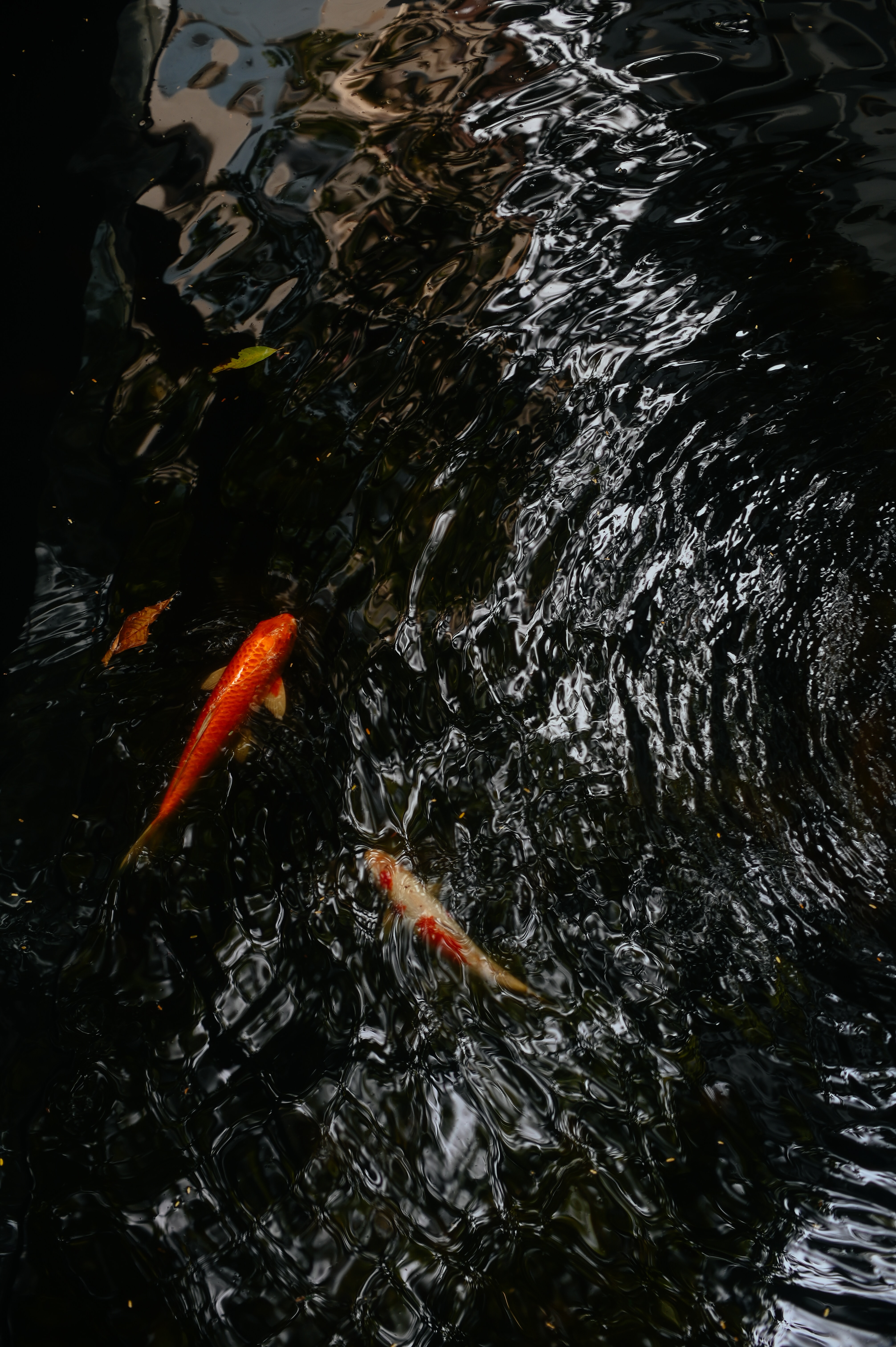 Download Koi wallpaper for mobile phone, free Koi HD picture