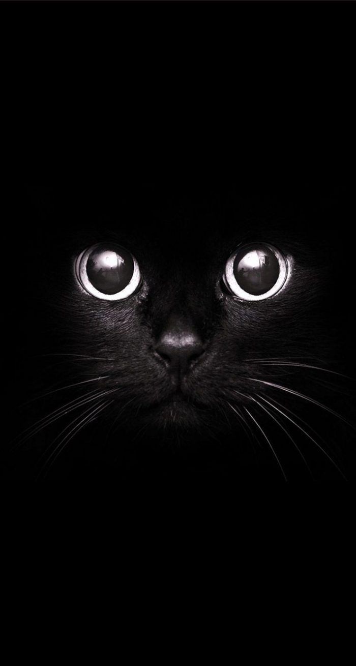 Cute Black Cat Wallpaper iPhone. Fondos de pantalla de gatos, Fondos de pantalla de color negro, Fondos de pantalla animales