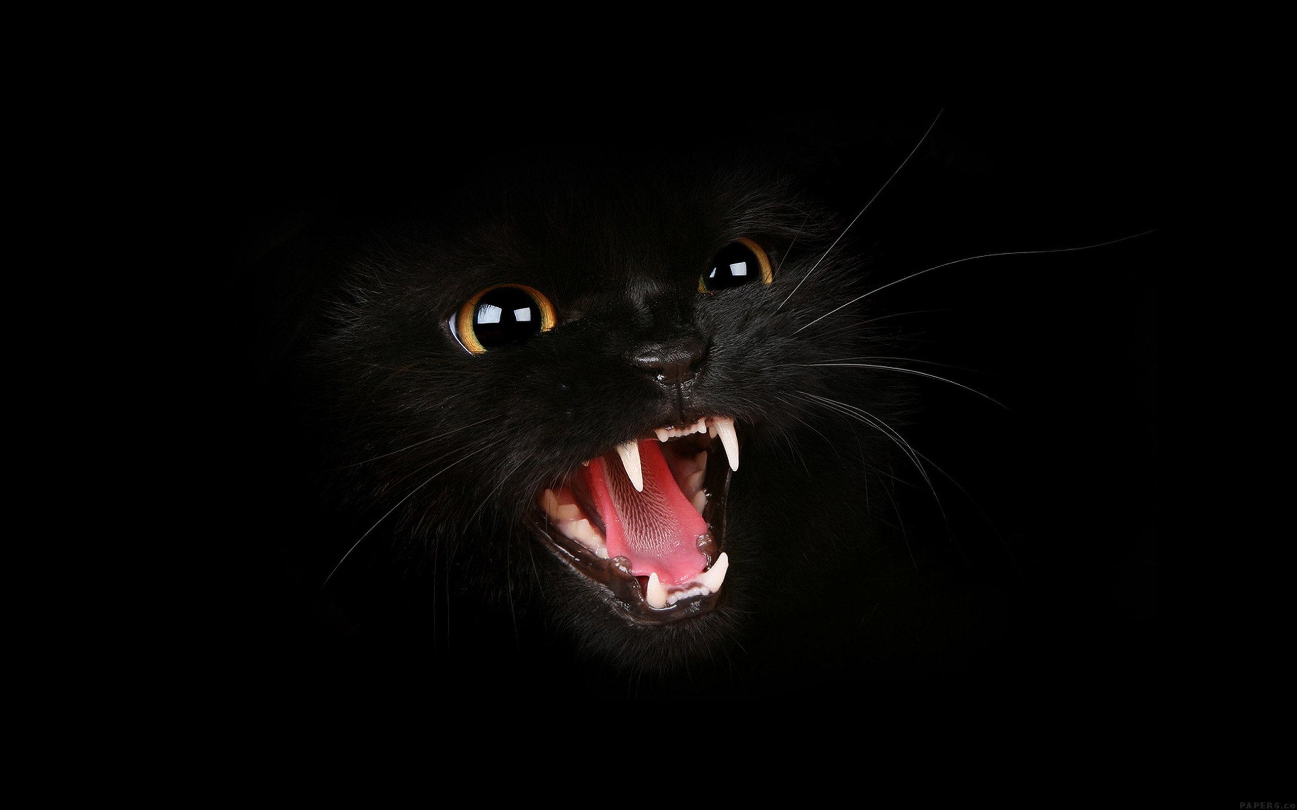 Salem the Black Cat HD wallpaper