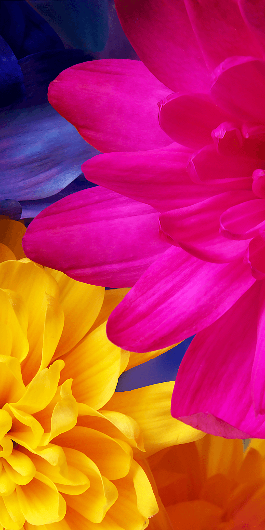 Download Sharp Aquos S3 Wallpaper [Free Android Wallpaper]