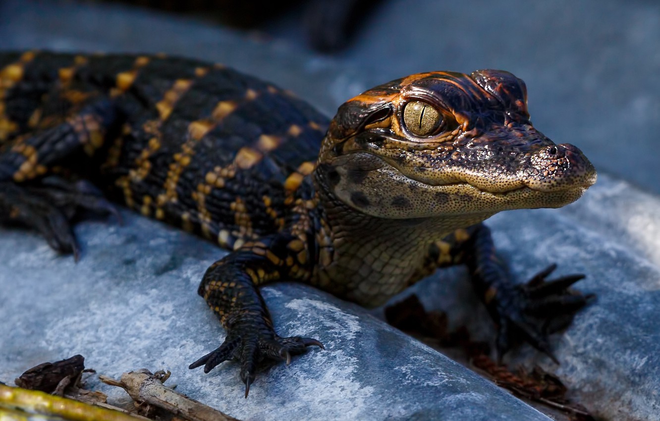 Wallpaper look, face, paws, baby, crocodile, cub, blue background, alligator, reptile, crocodile image for desktop, section животные
