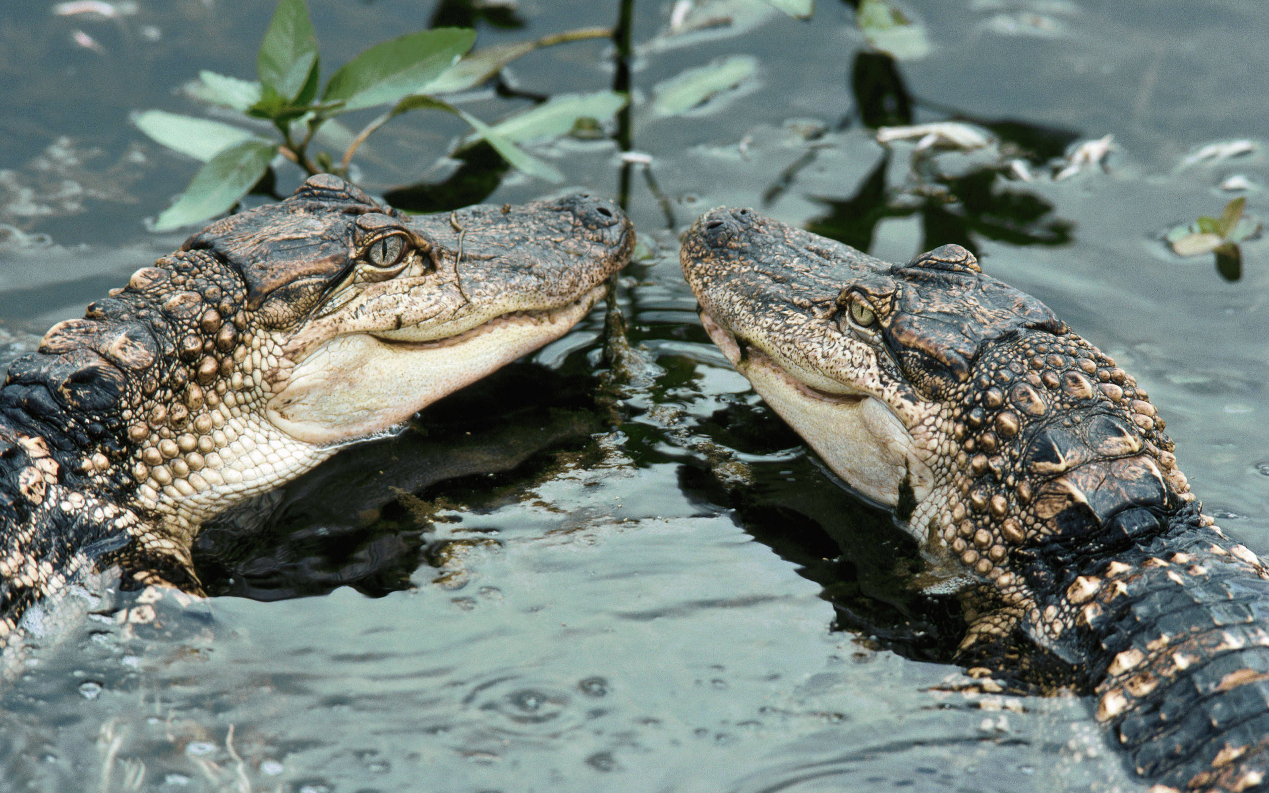 Download Twin Baby Alligator Wallpaper