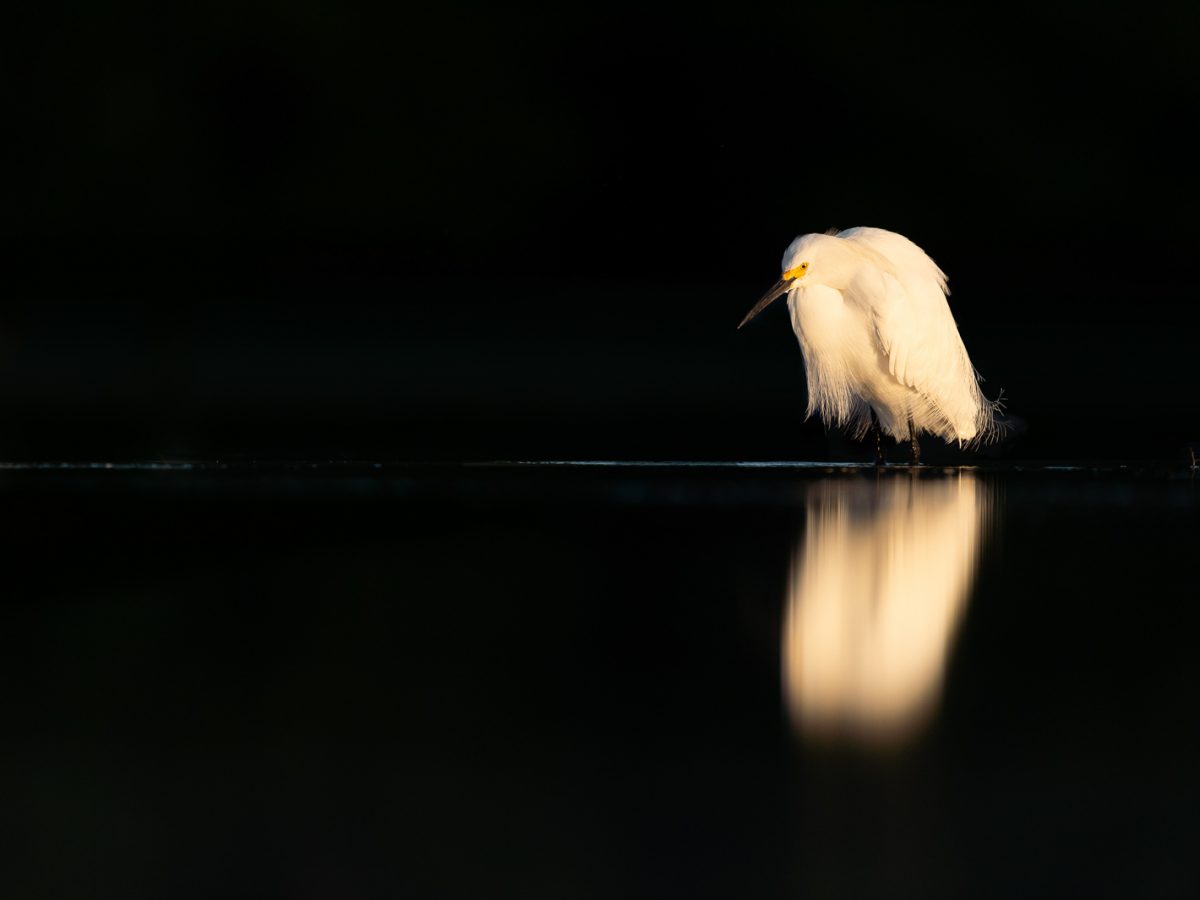 How to Use Negative Space in Your Wildlife Photo
