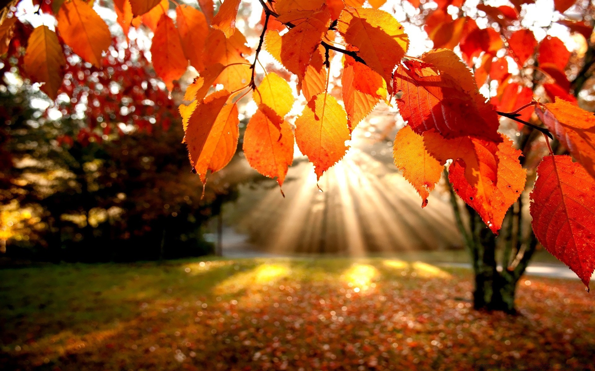 The rays of the sun in the autumn tree wallpaper