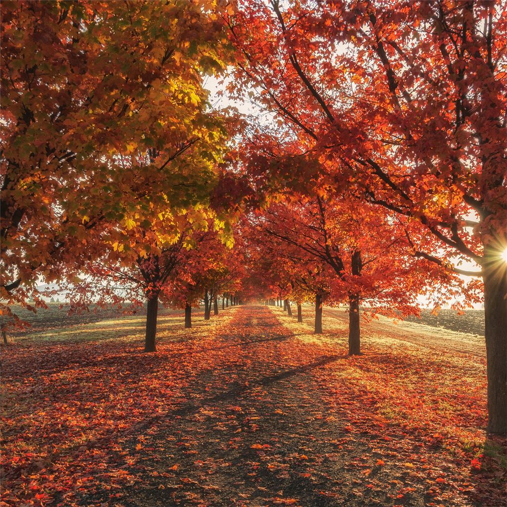 autumn fall season trees 4k iPad Air Wallpaper Free Download