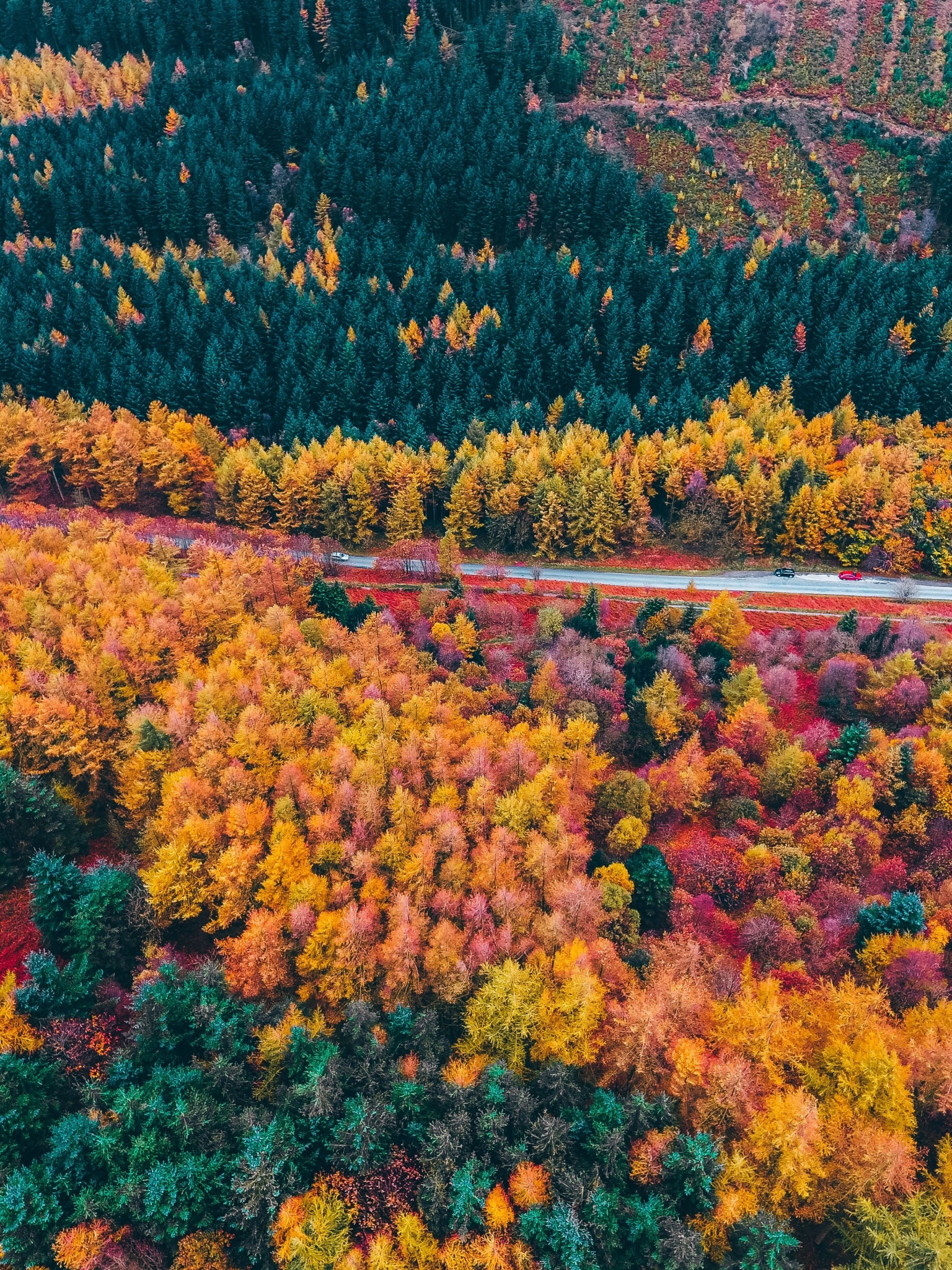 Autumn trees Wallpaper 4K, Foliage, Aerial view, Forest, Colorful, Road, Nature