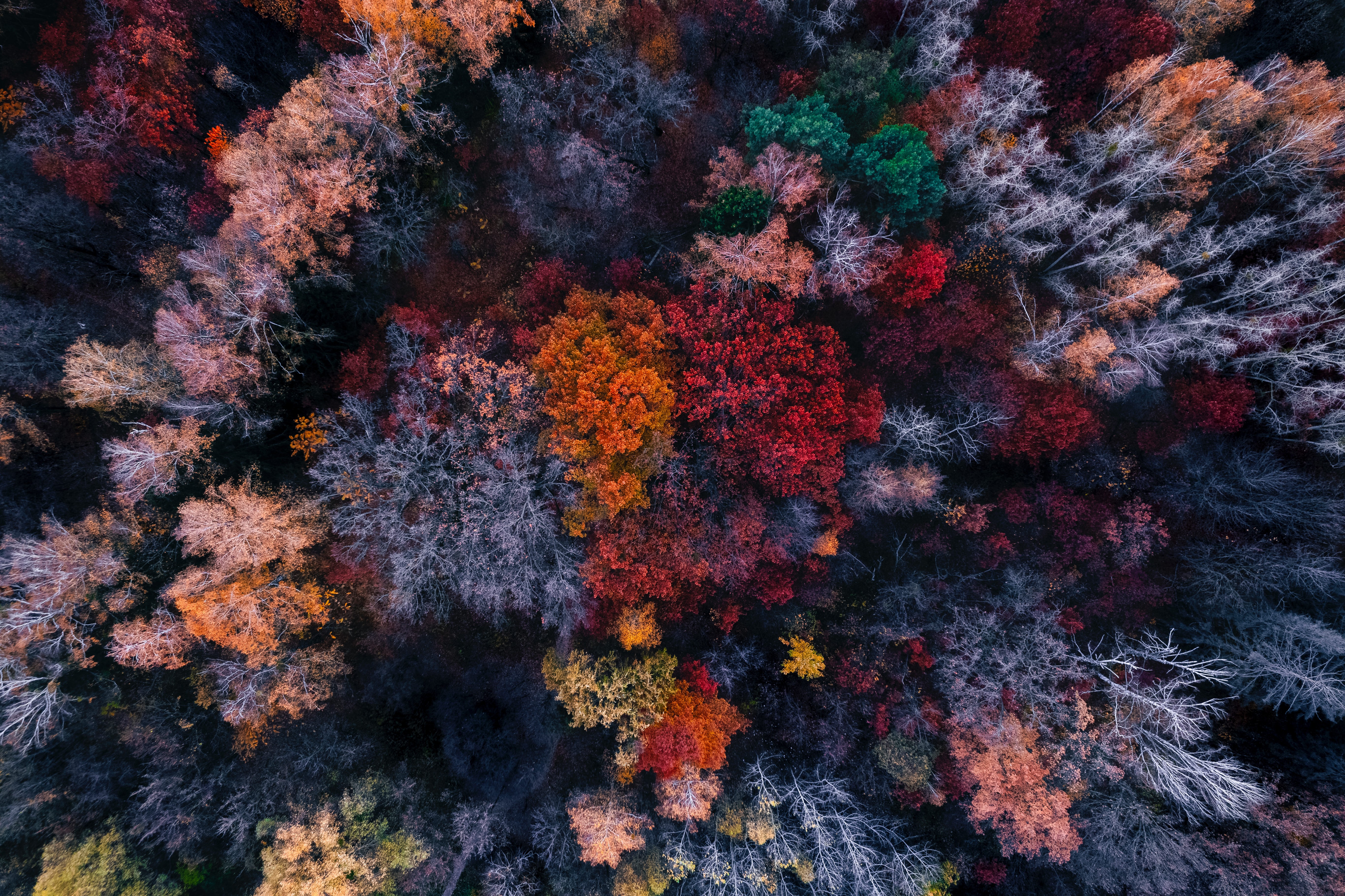 Autumn trees Wallpaper 4K, Aerial view, Colourful forest, Fall Colors, 5K, Nature