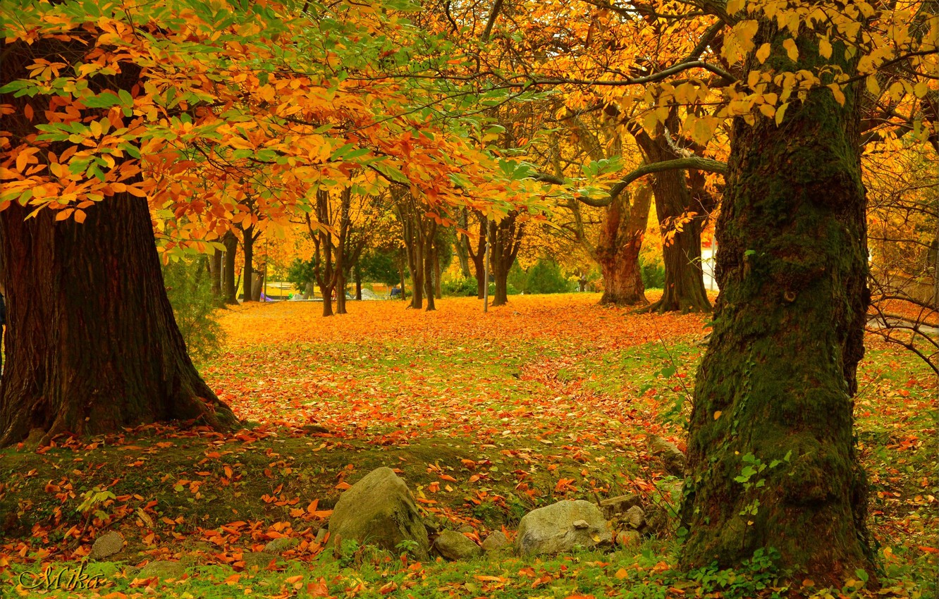 Colorful Autumn Trees Wallpapers - Wallpaper Cave