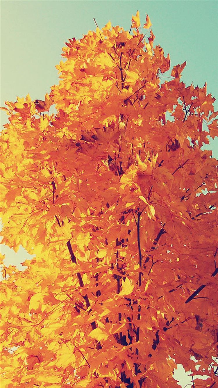Colorful Autumn Tree Leaves iPhone 8 Wallpaper Free Download