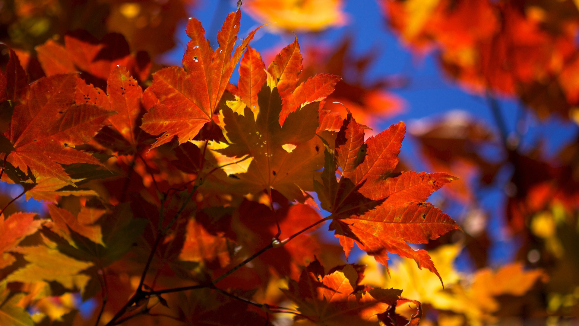 Thanksgiving Pumpkin Leaves Desktop Background