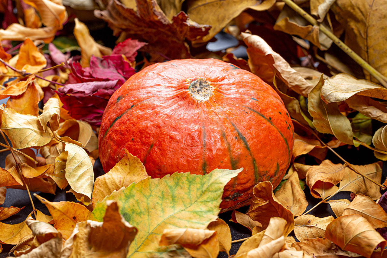 Image Leaf Autumn Nature Pumpkin