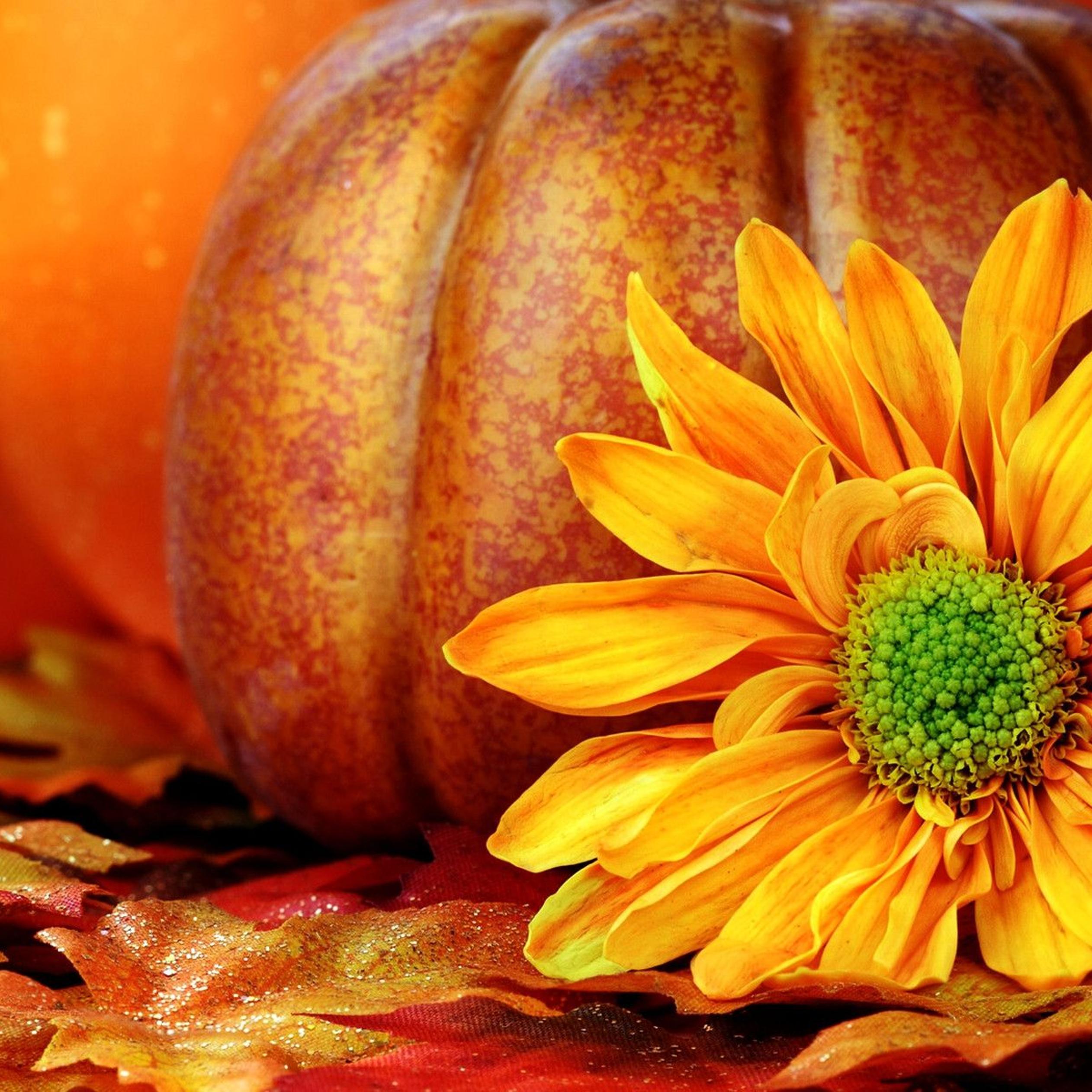 Orange Autumn flower and a pumpkin in the background