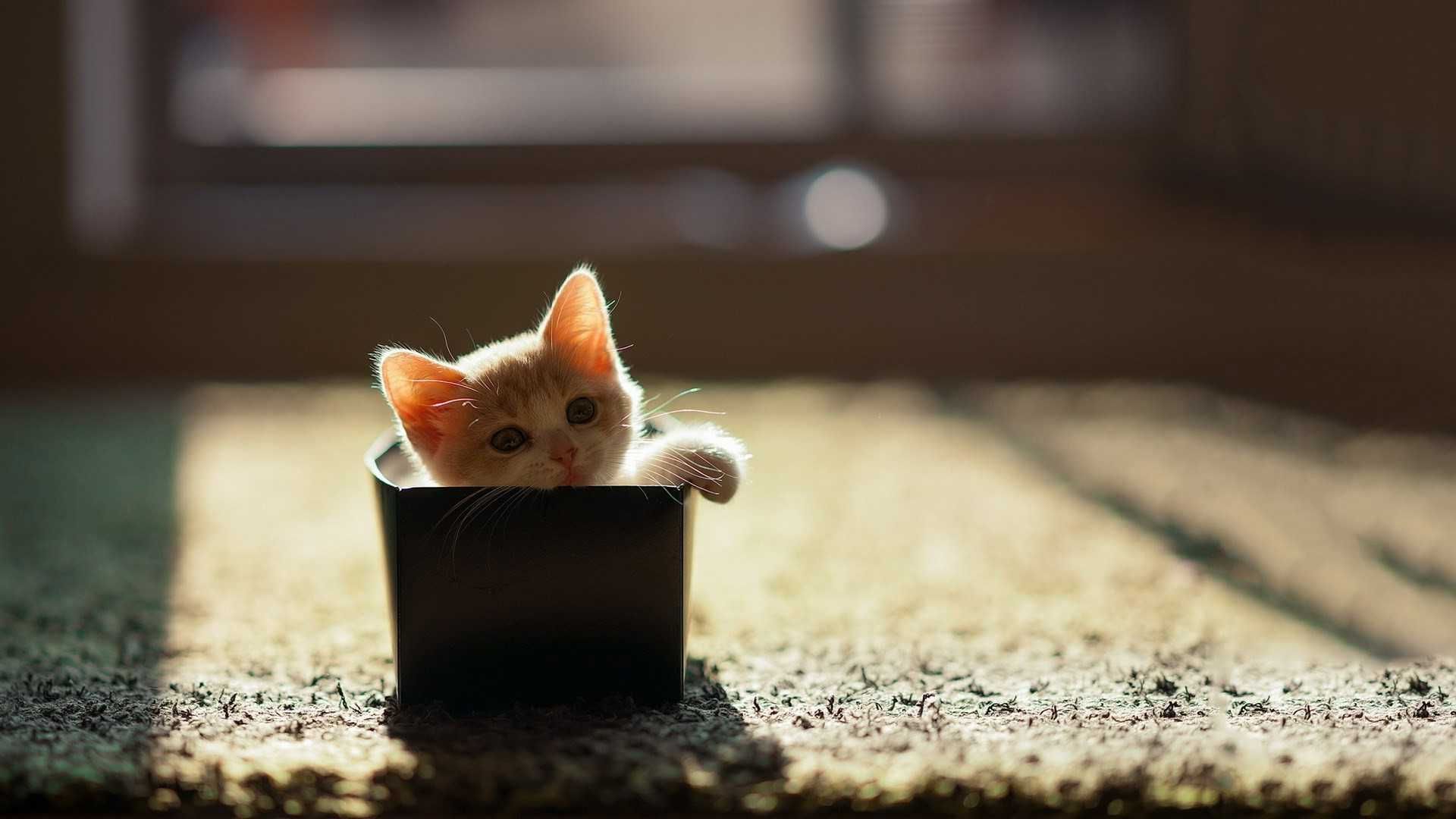 Computer Cat HD Wallpapers Wallpaper Cave