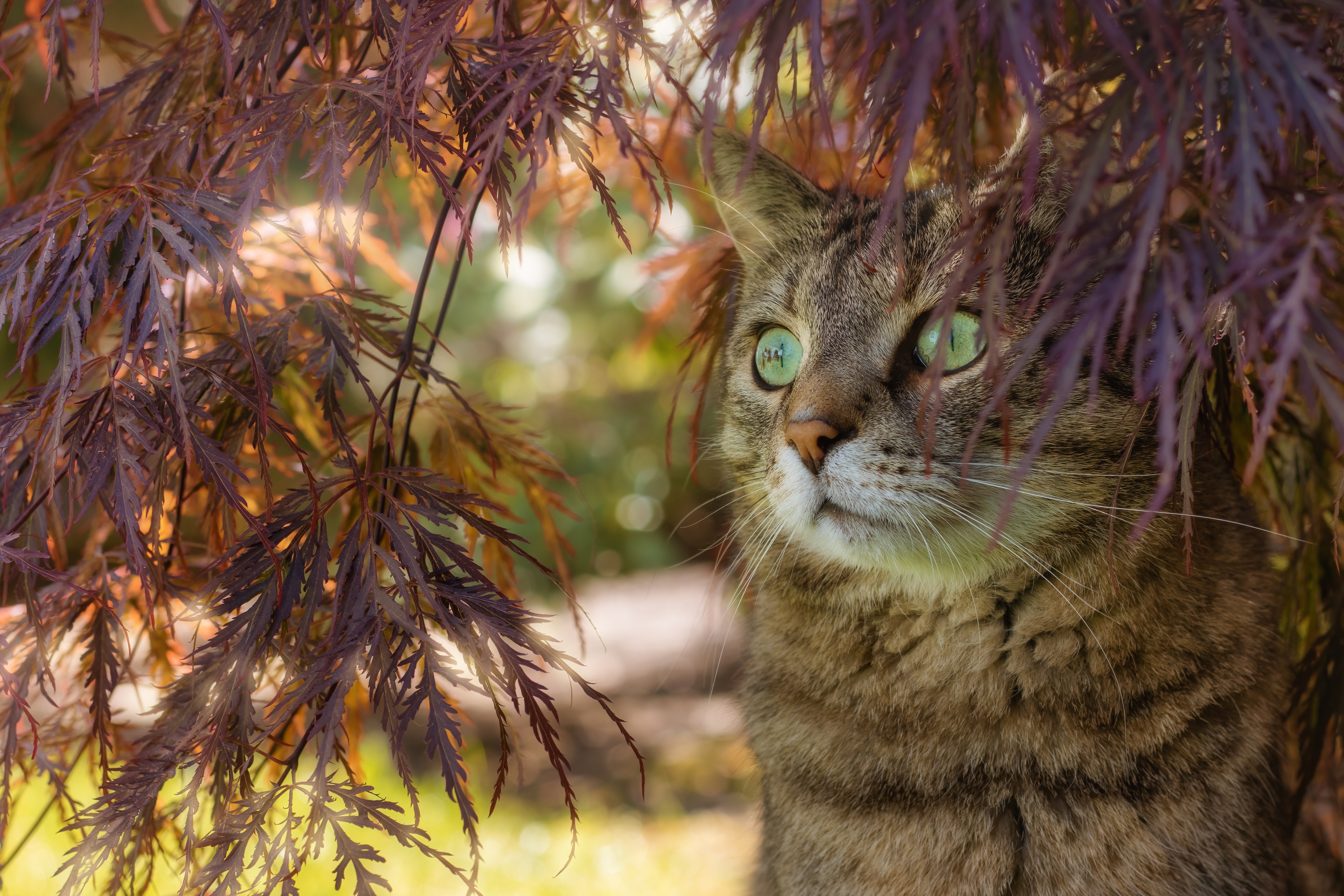 Tabby Cat HD Wallpaper and Background