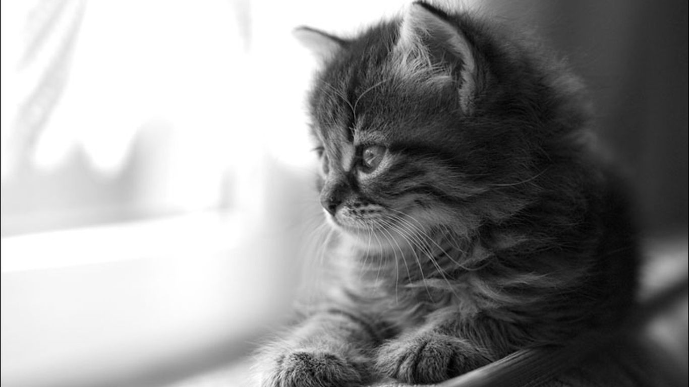 Black Cat PC Wallpaper