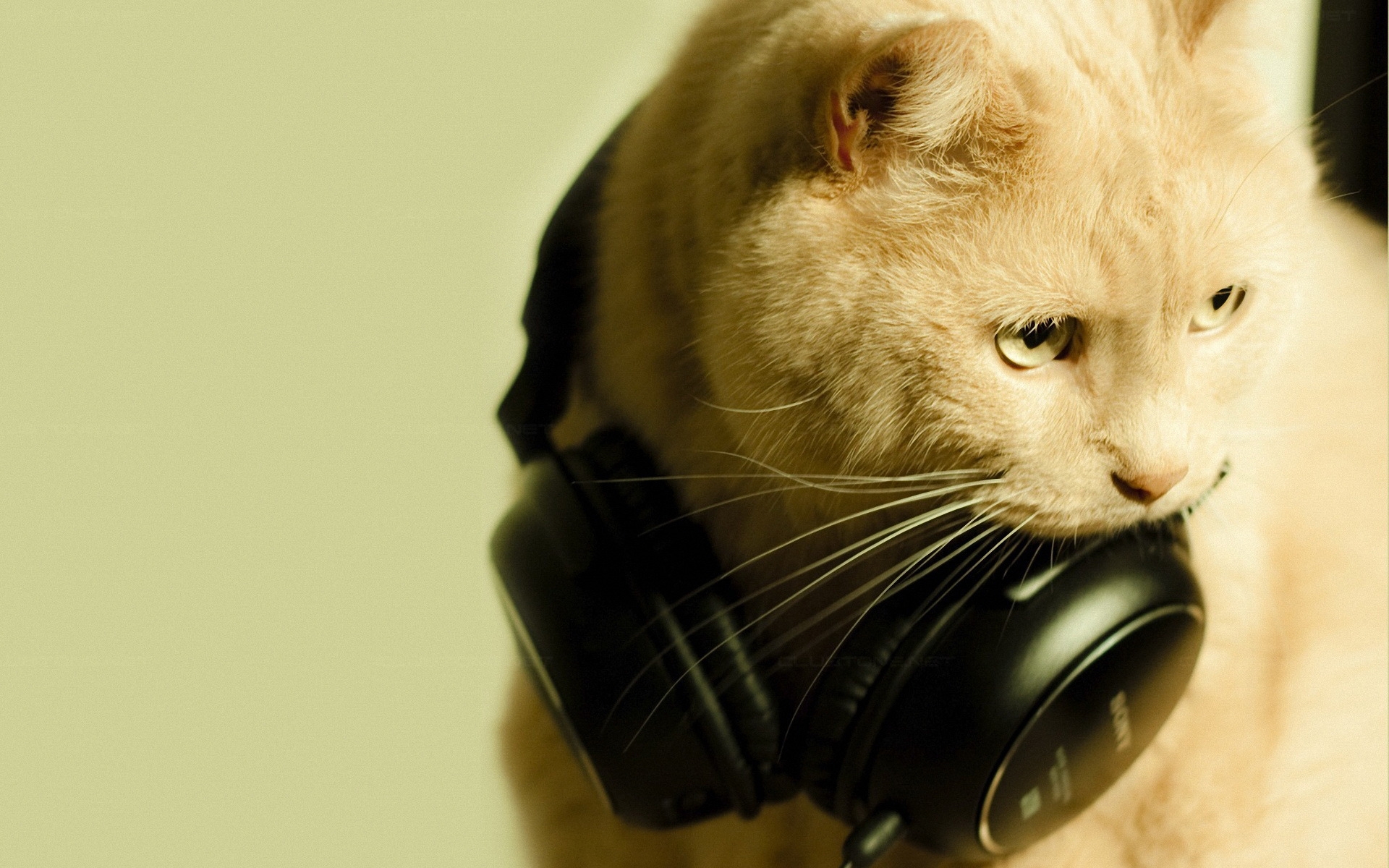 HD desktop wallpaper: Animals, Cats download free picture