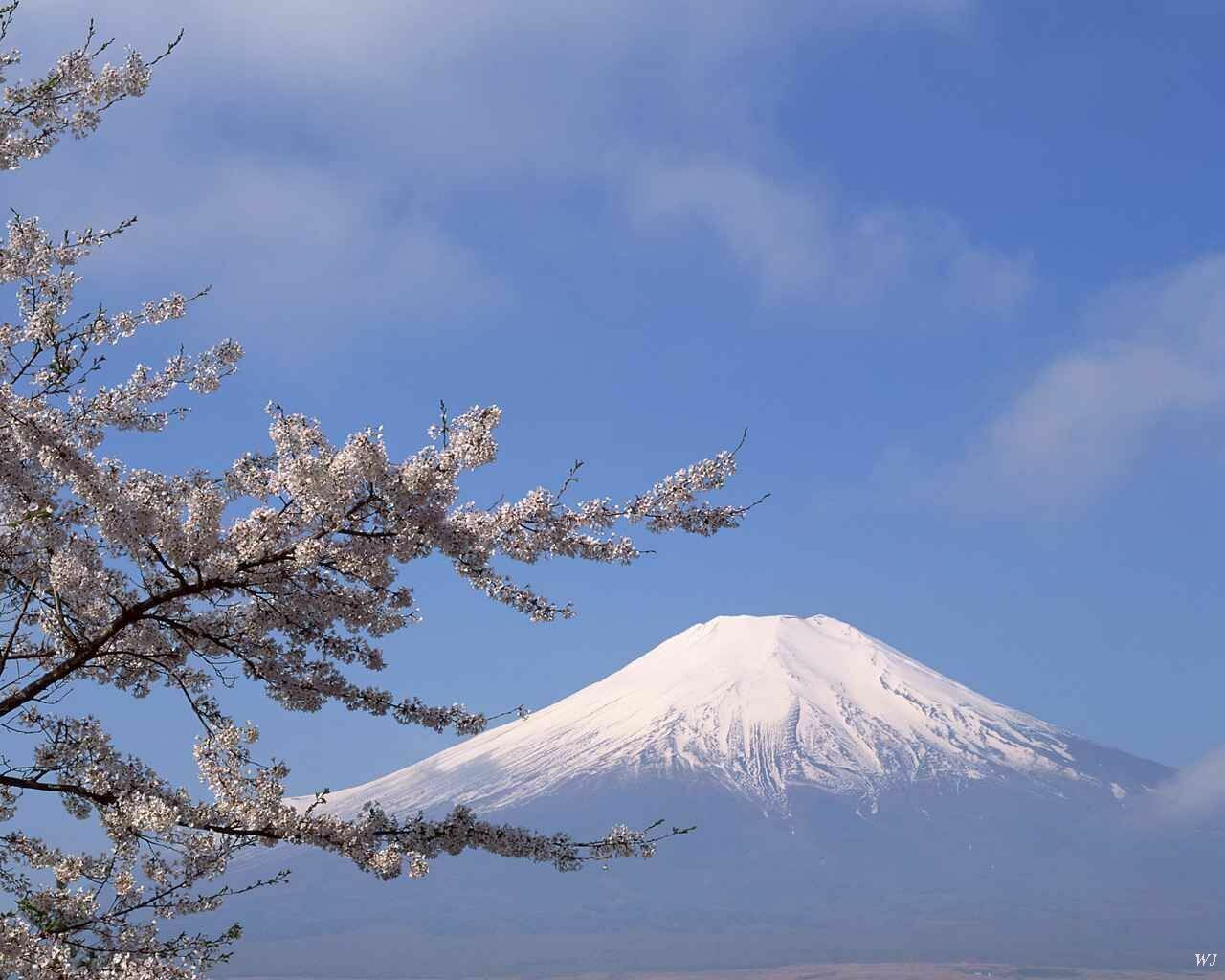 Mount Fuji Japan With Blossoms