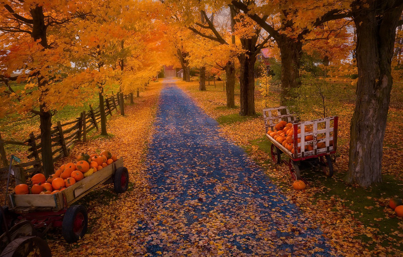 Wallpaper autumn, nature, pumpkin image for desktop, section природа