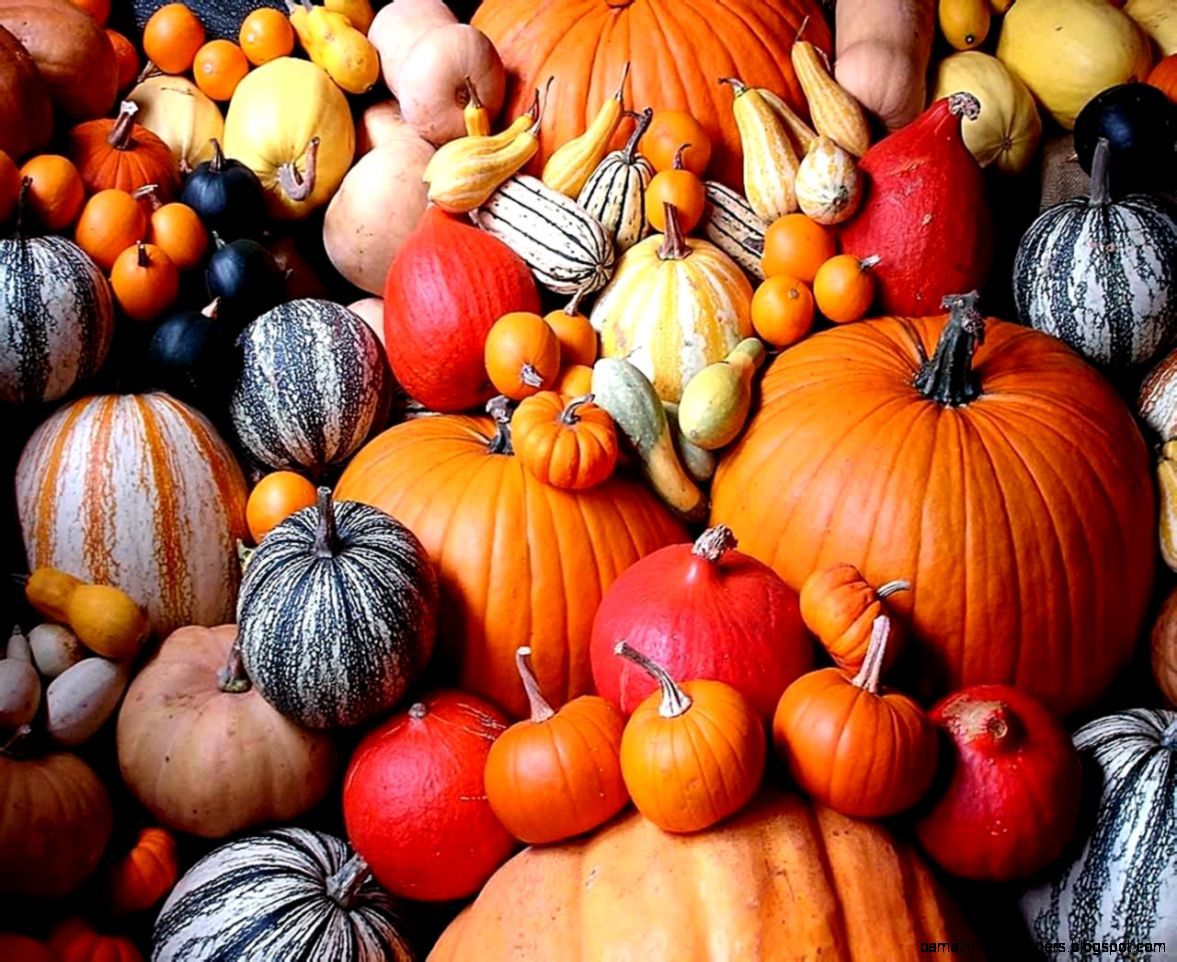 Fall Pumpkin iPhone Wallpaper