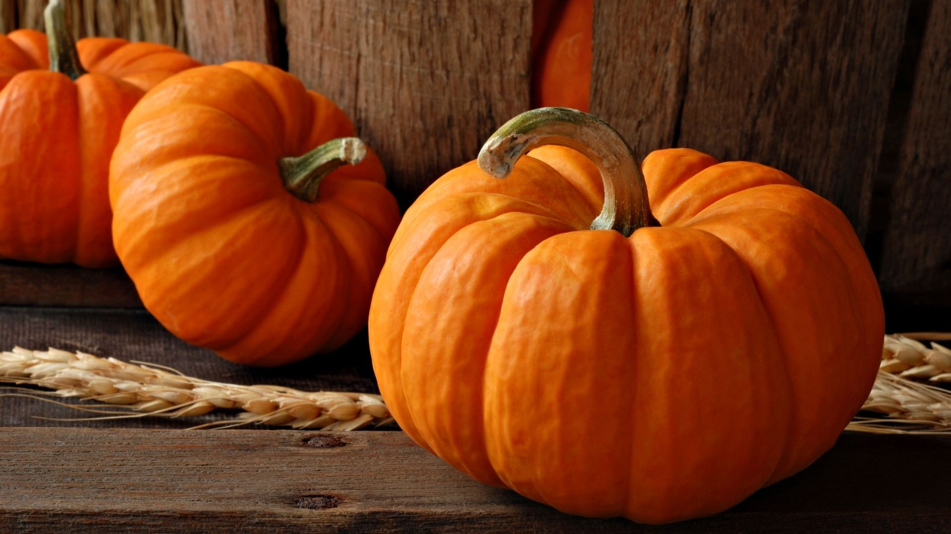 Pumpkin Wallpaper 25769 Px Hdwallsource Wallpaper HD