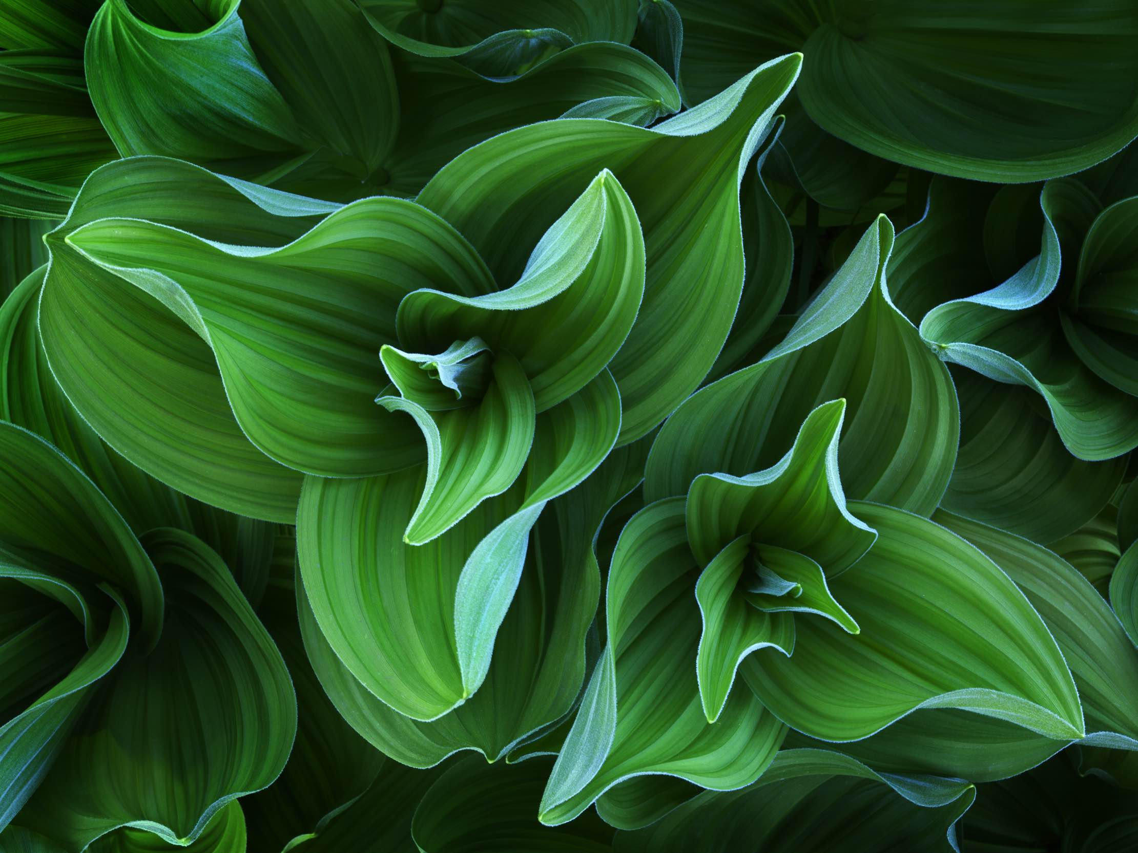 Download 11 Stunning iOS Wallpaper Available On Apple Store Demo iPhones