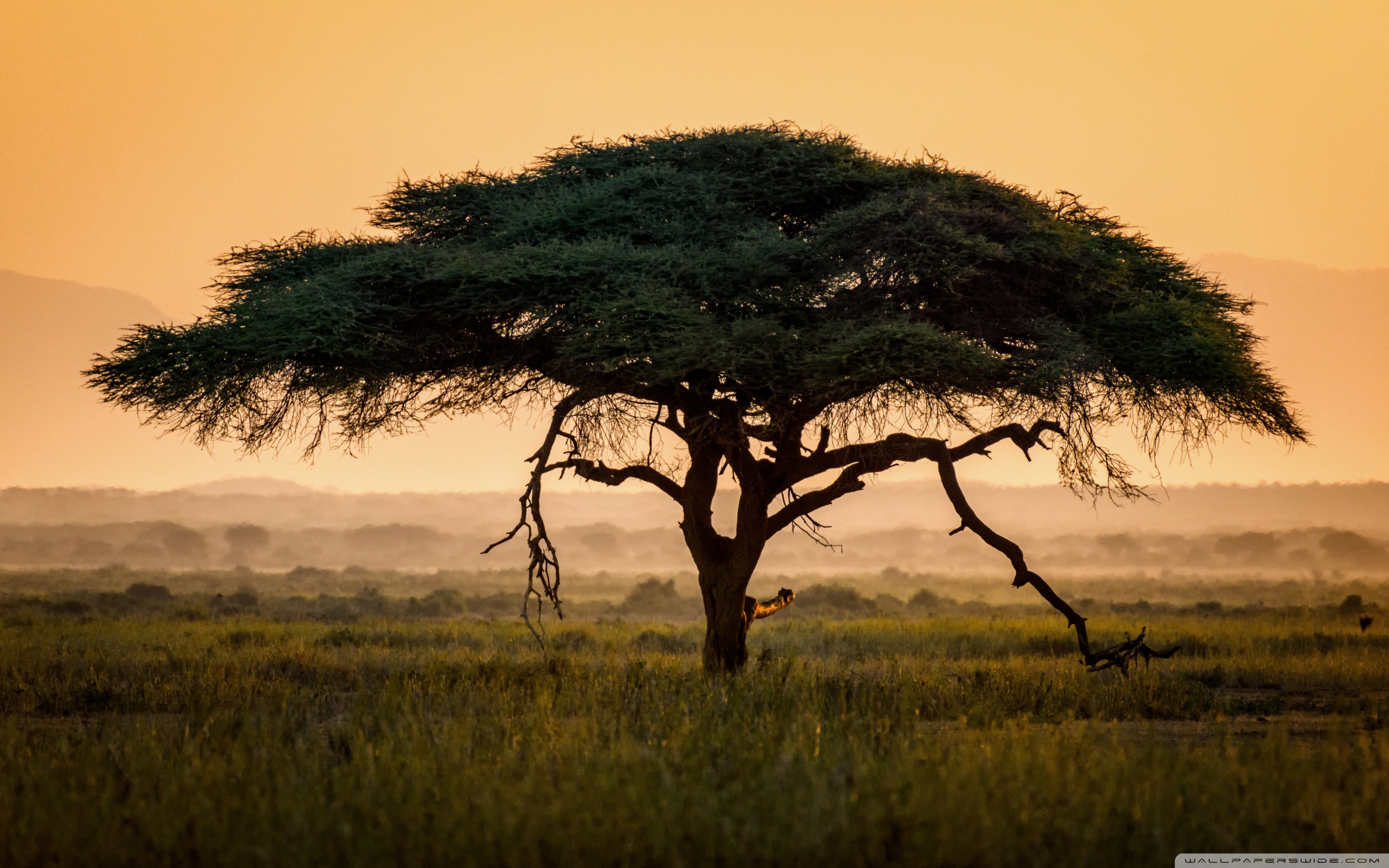 Umbrella Thorn Acacia Tree Ultra HD Desktop Background Wallpaper for 4K UHD TV, Widescreen & UltraWide Desktop & Laptop, Multi Display, Dual Monitor, Tablet