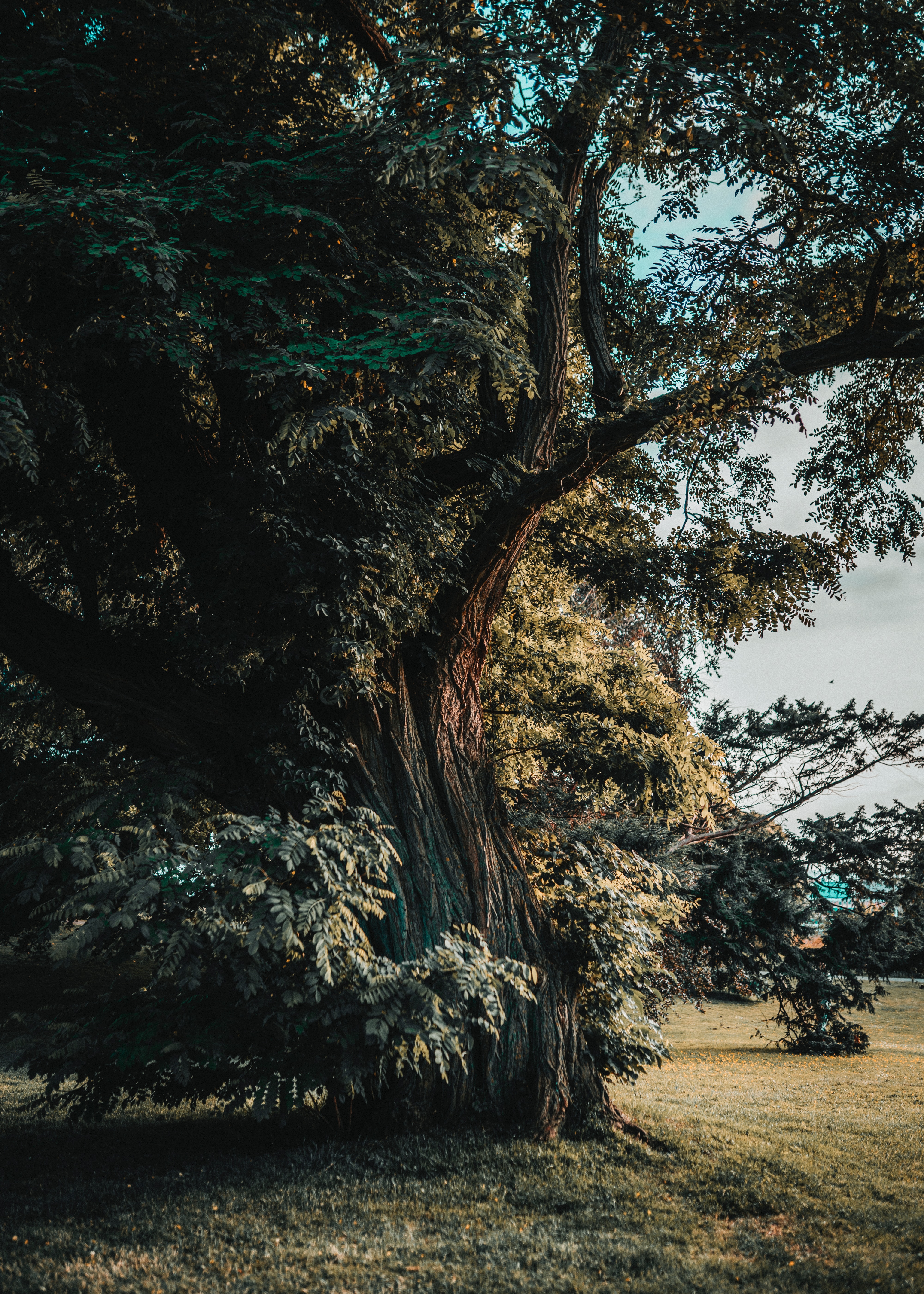 Download wallpaper 4000x5600 acacia, tree, old, trunk, branches, leaves HD background