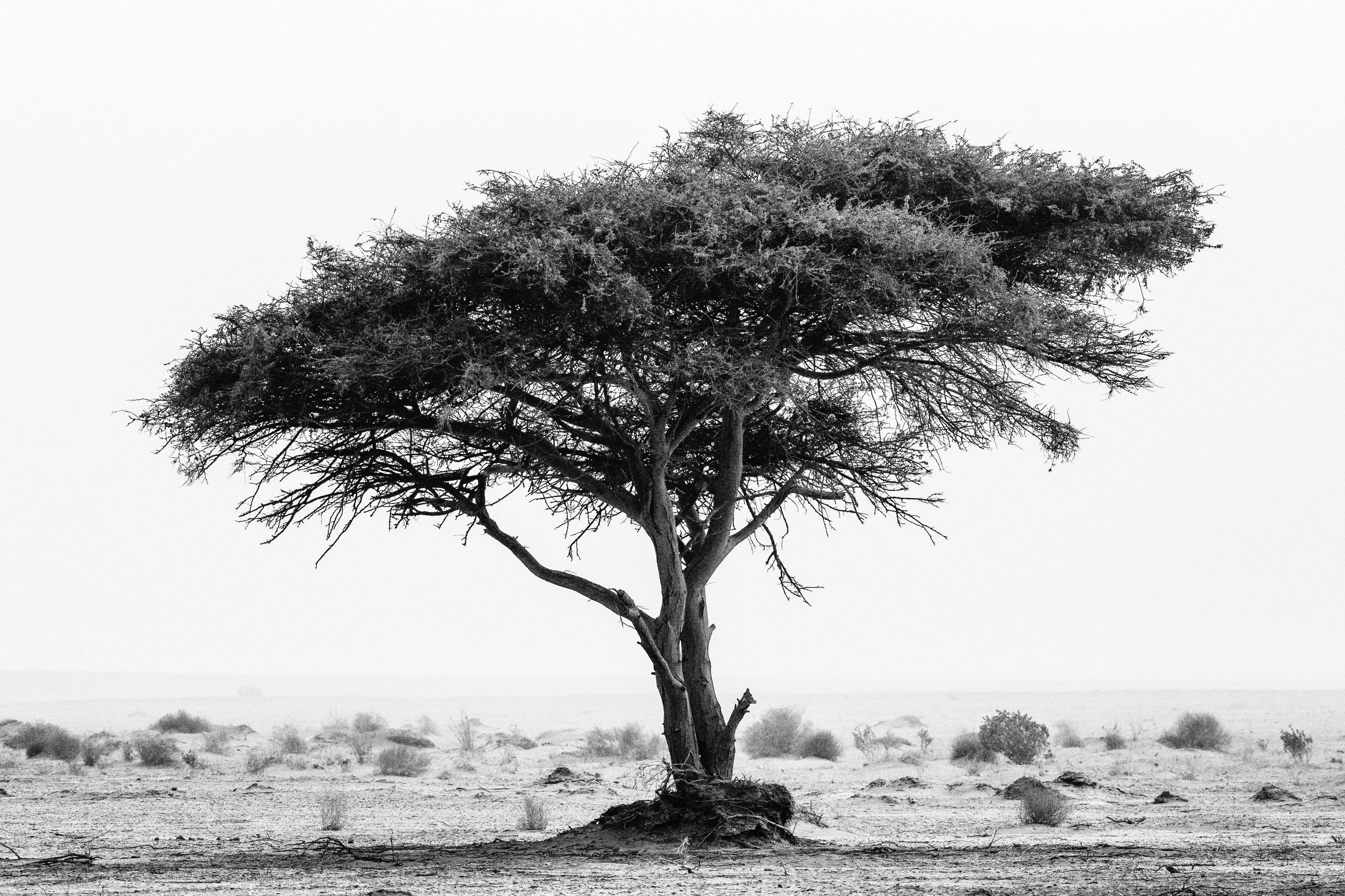 Acacia Tree Photo, Download Free Acacia Tree & HD Image