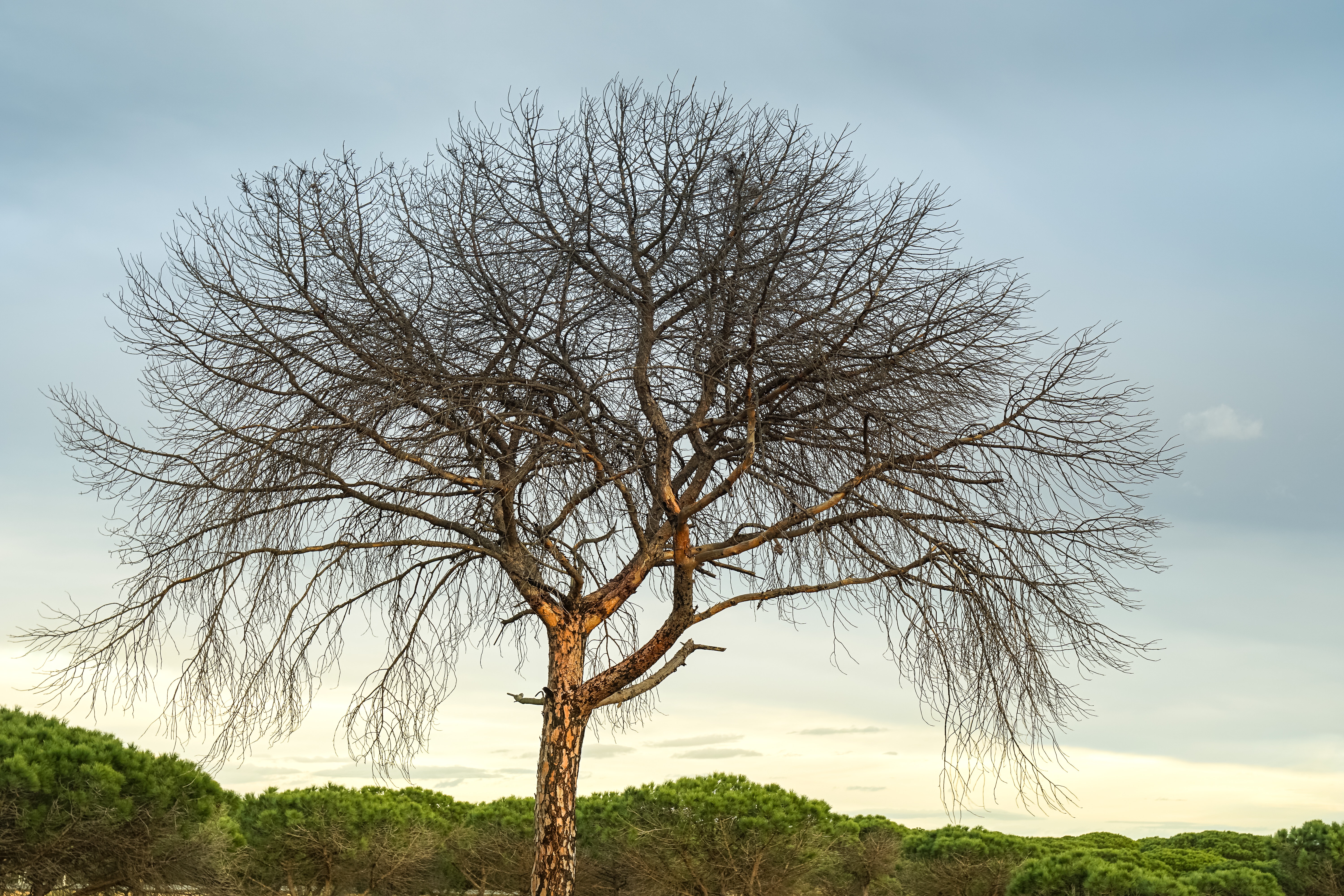 Acacia Tree Photo, Download Free Acacia Tree & HD Image