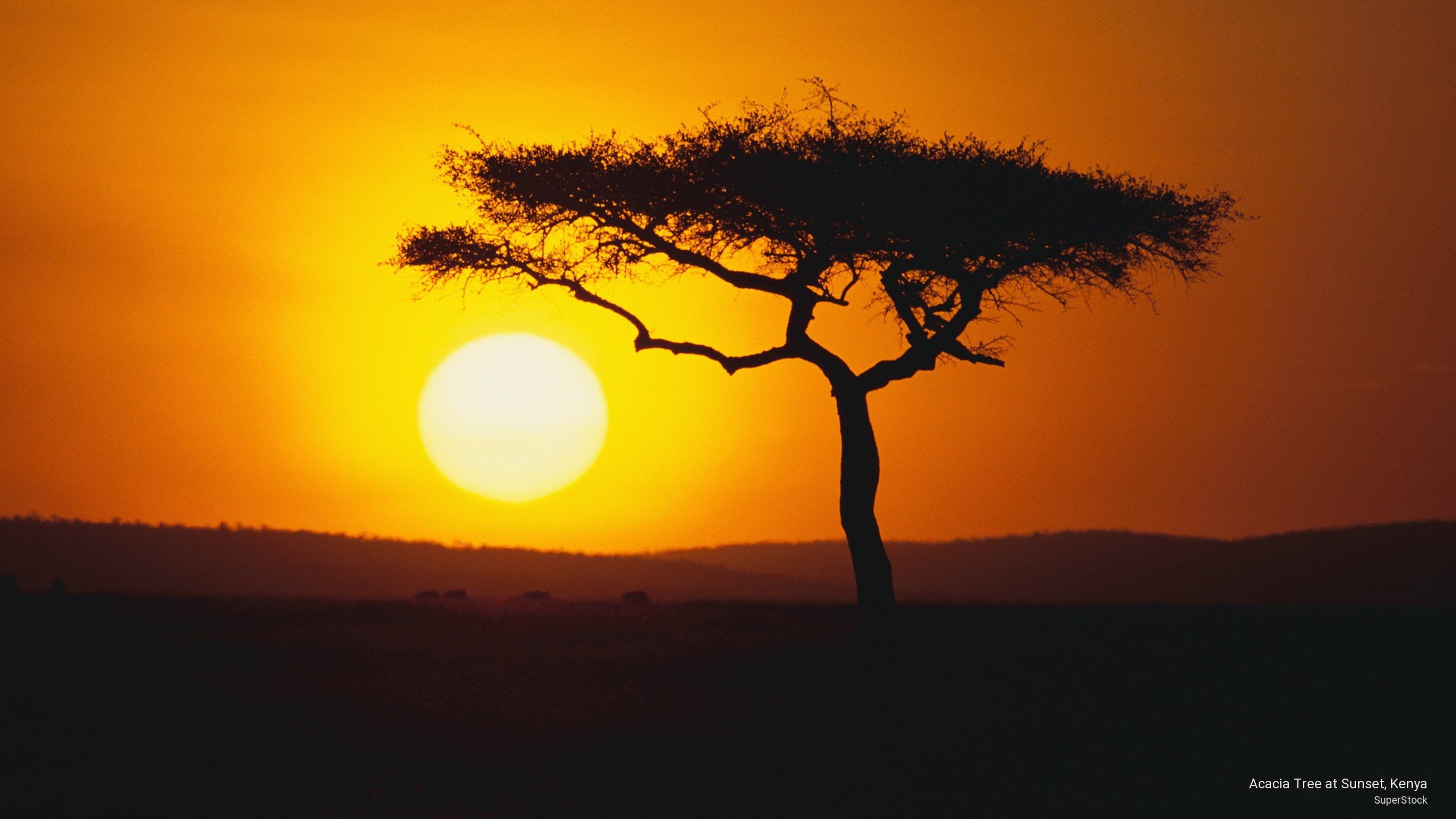 Acacia Tree At Sunset, Kenya #Sunrises Sunsets K #wallpaper #hdwallpaper #desktop. Sunset, Sunset Wallpaper, Sunrise Sunset