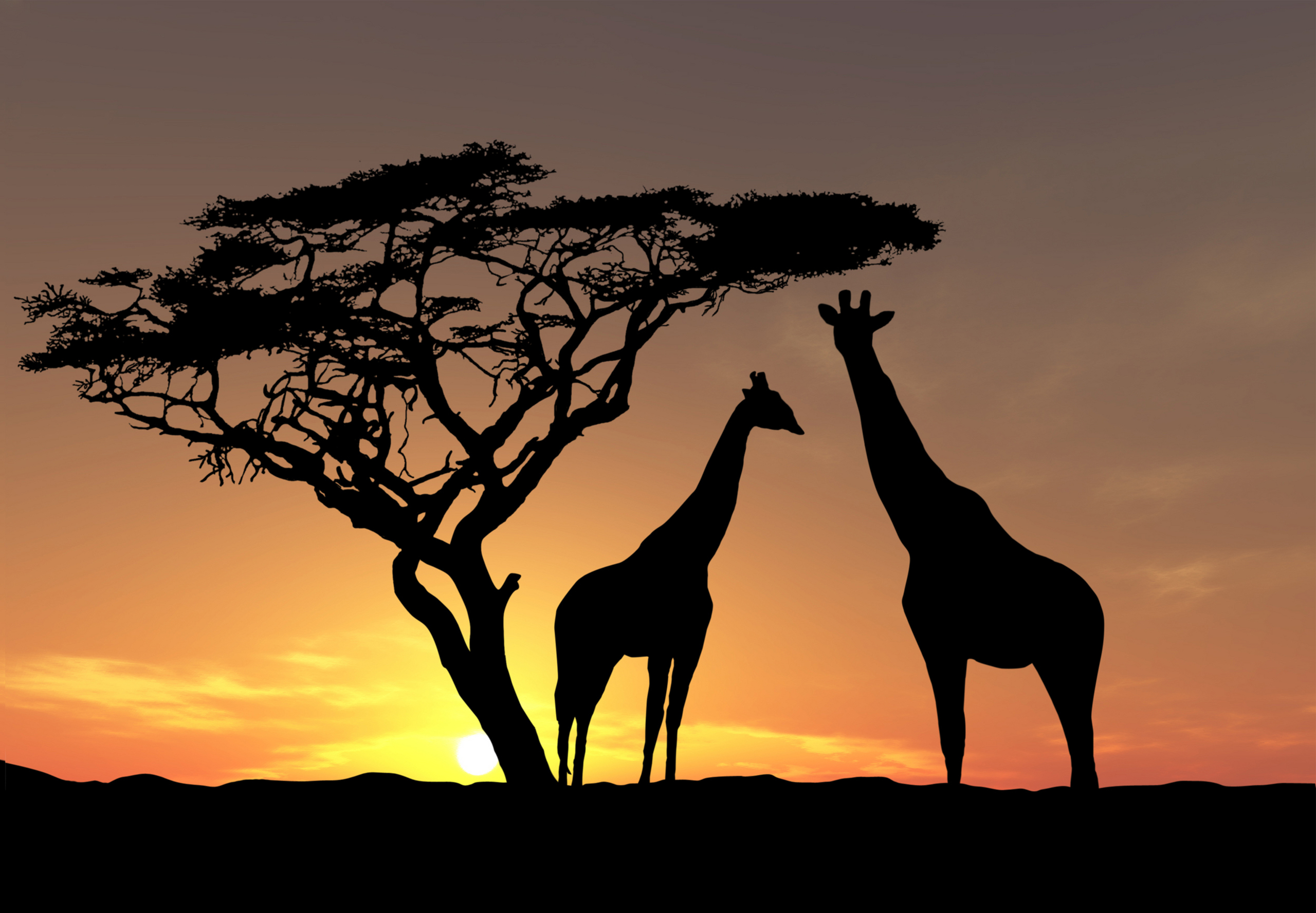 African Animals Wallpaper HD