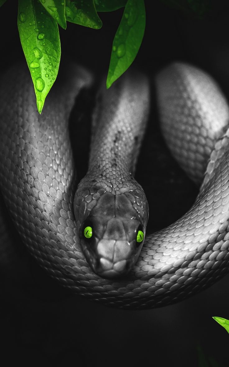 Snake Bite Wallpapers - Wallpaper Cave