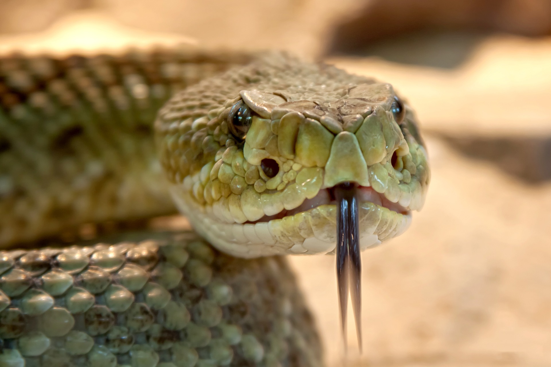 Major Advance in Snakebite Treatment. University of Arizona News
