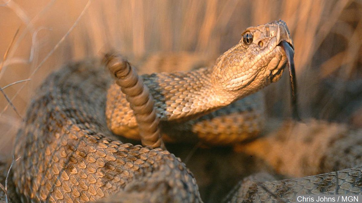 Fatal rattlesnake bite kills Colorado man