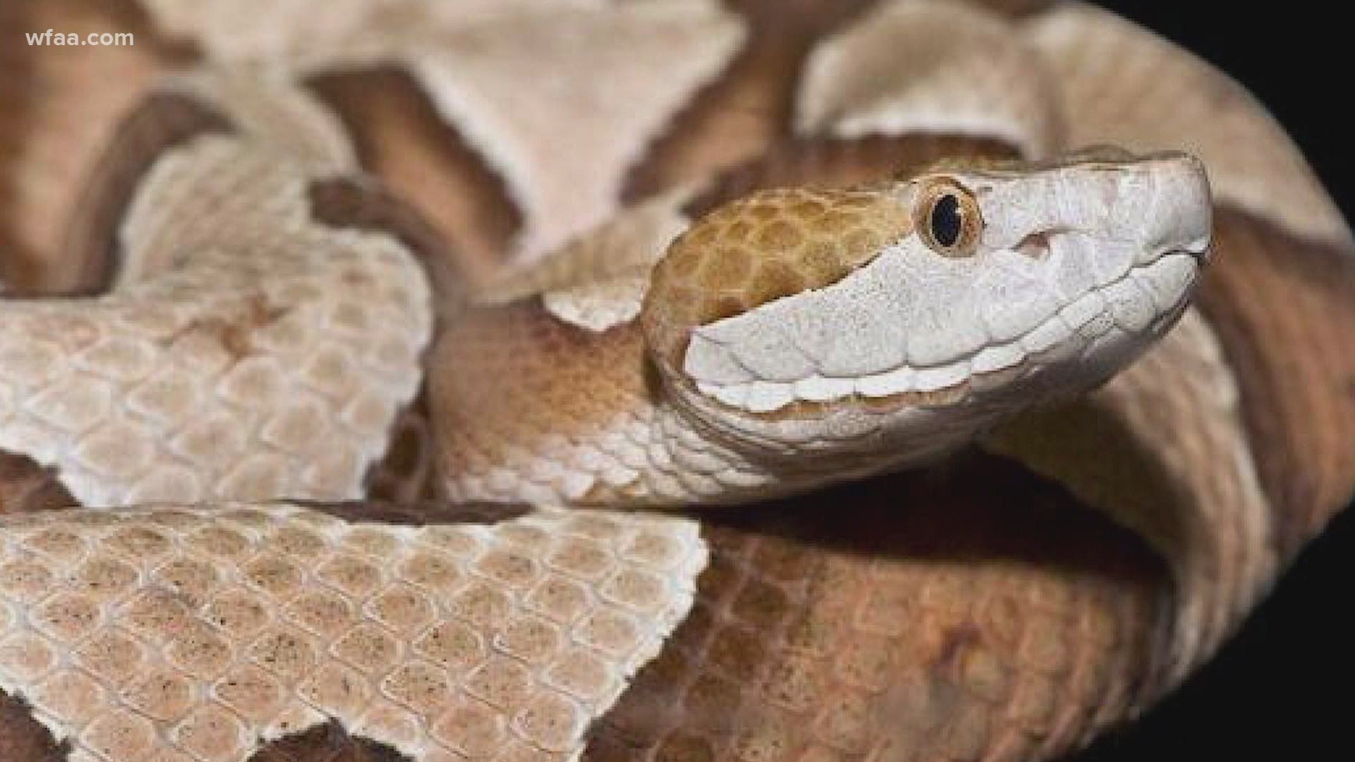 Copperhead encounters: Experts warning Texans as hospitals see an uptick in snake bites