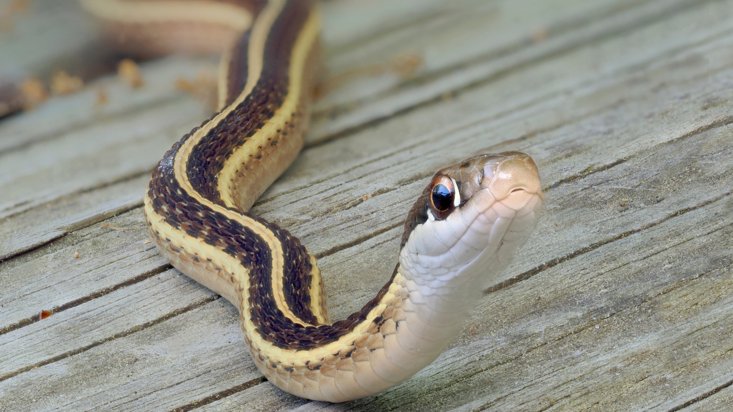 Southern Illinois fire crews respond to unusual call over snake bites