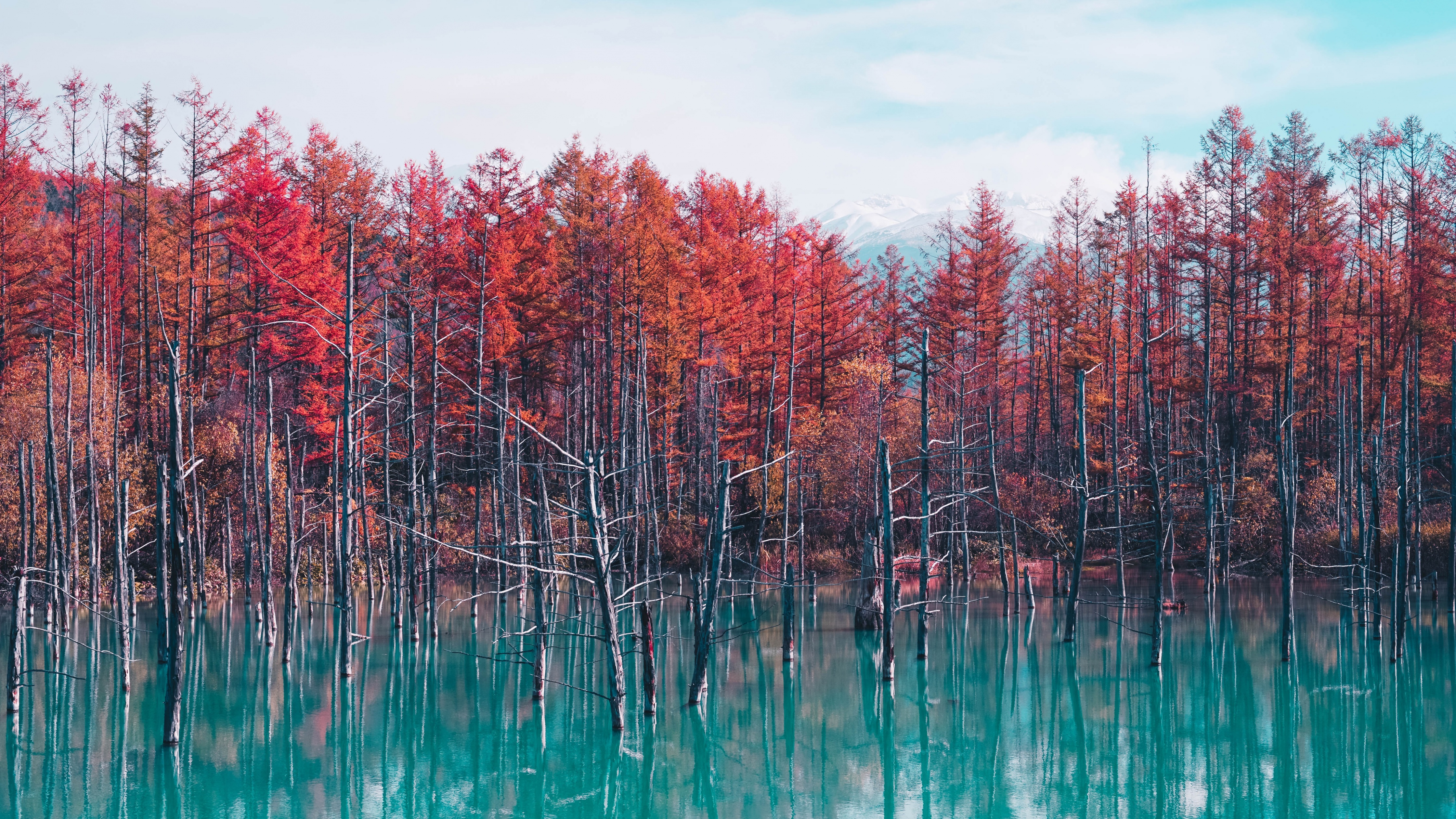 Shirogane Blue Pond Wallpaper 4K, Hokkaido, Japan, Red Trees, Autumn, Nature