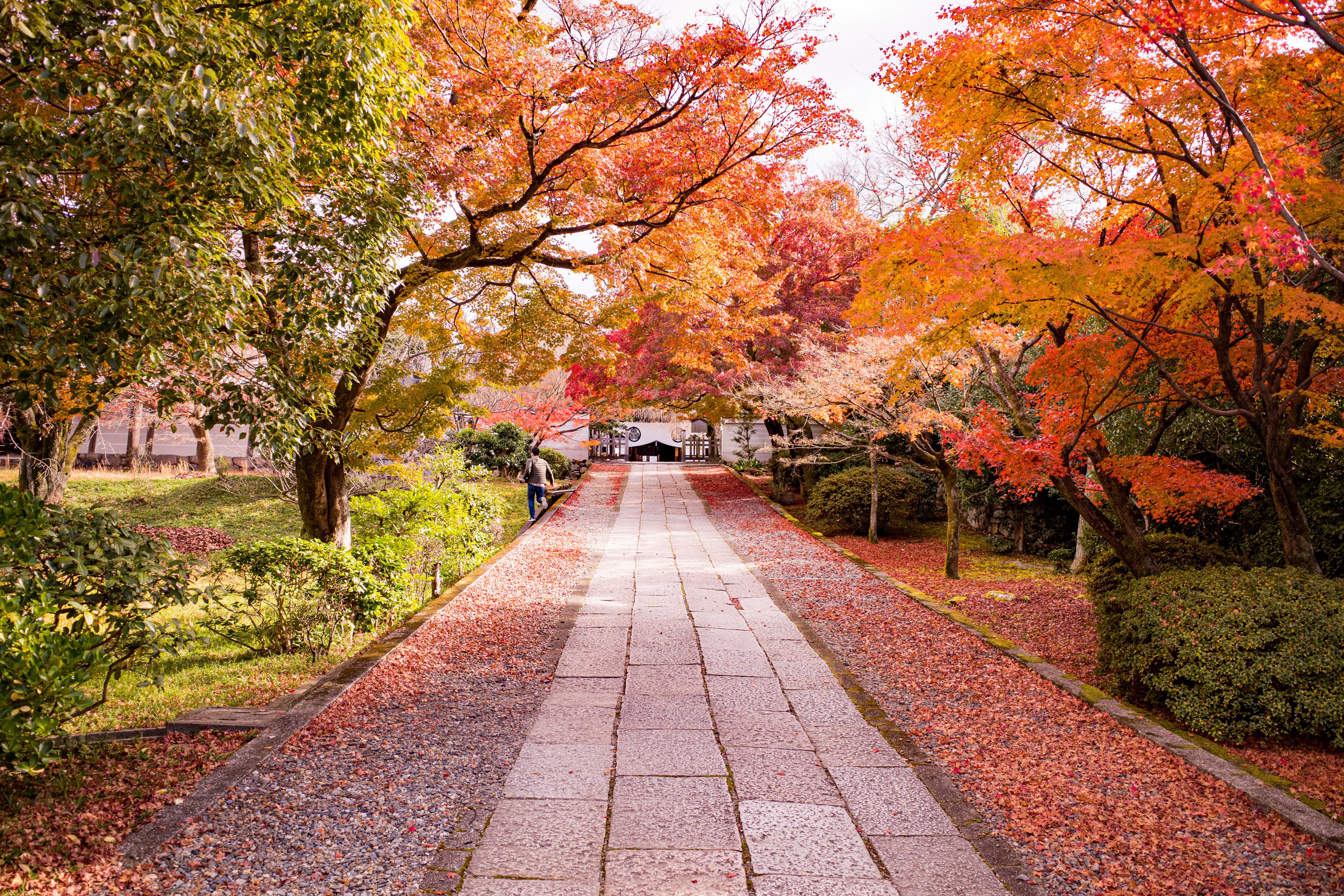 Japan, Kyoto, Parks, Autumn, Stairs, Foliage Gallery HD Wallpaper