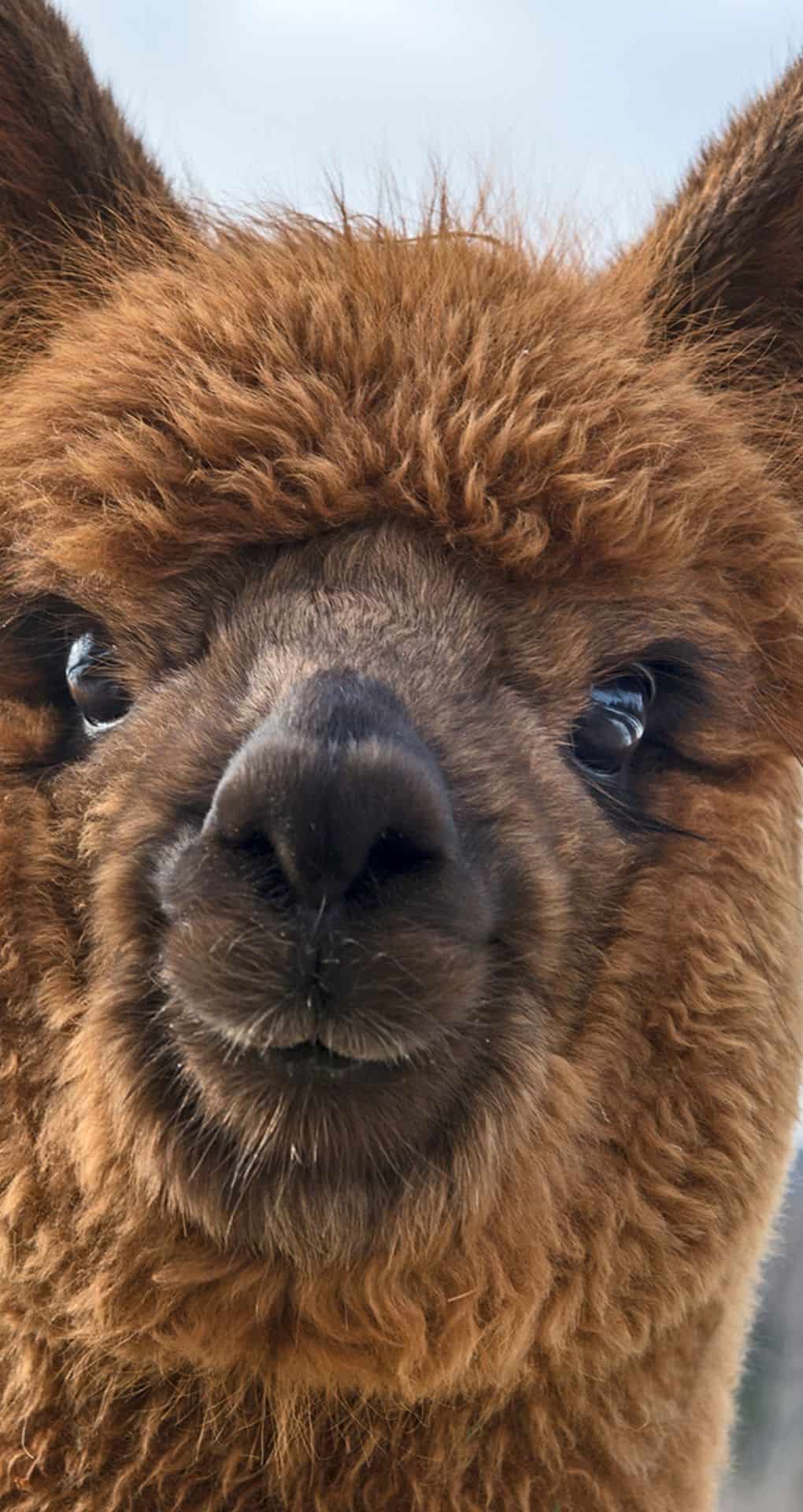 alpacas wallpaper