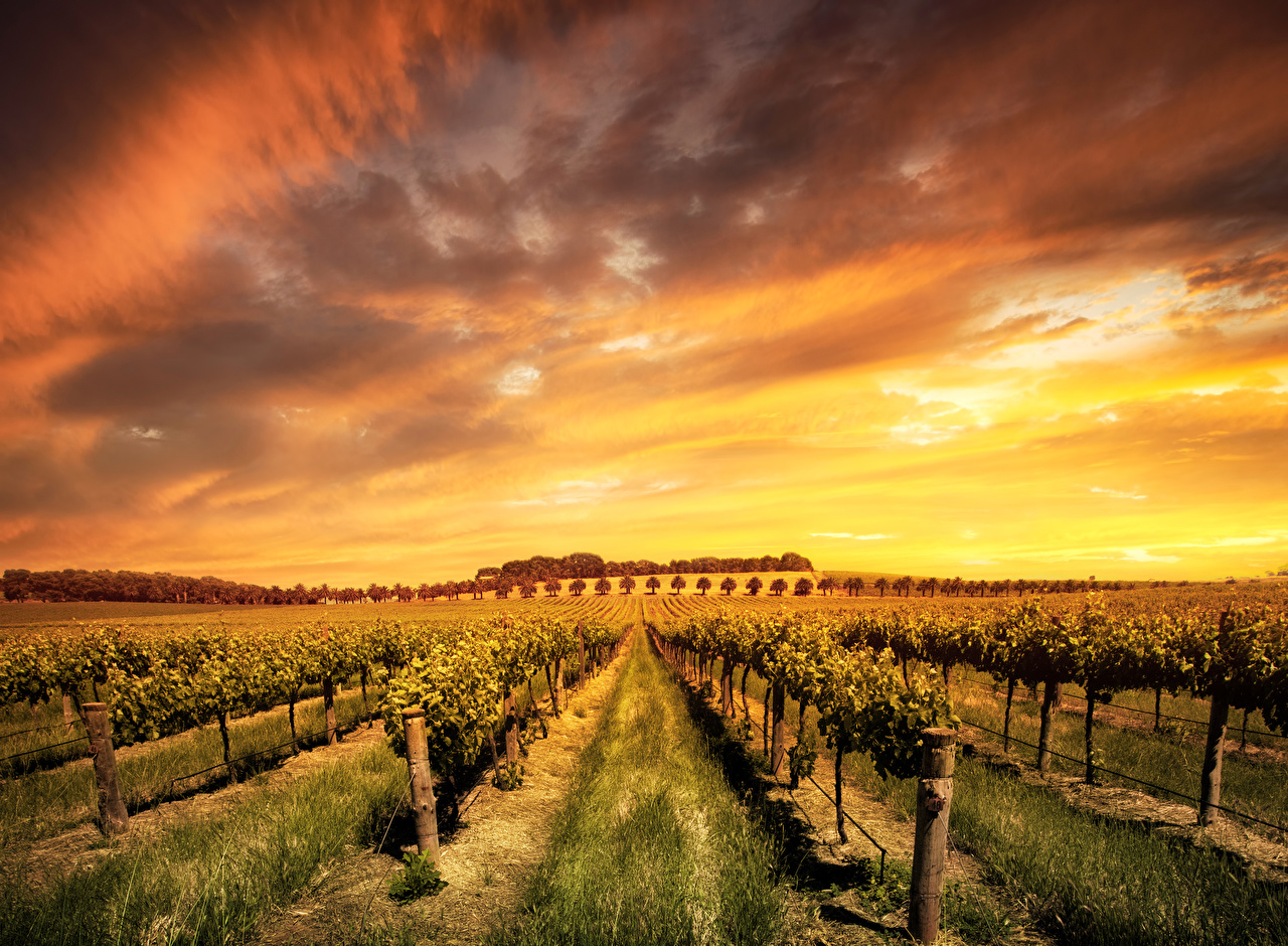 Desktop Wallpaper Australia Barossa Valley wine region Nature Sky